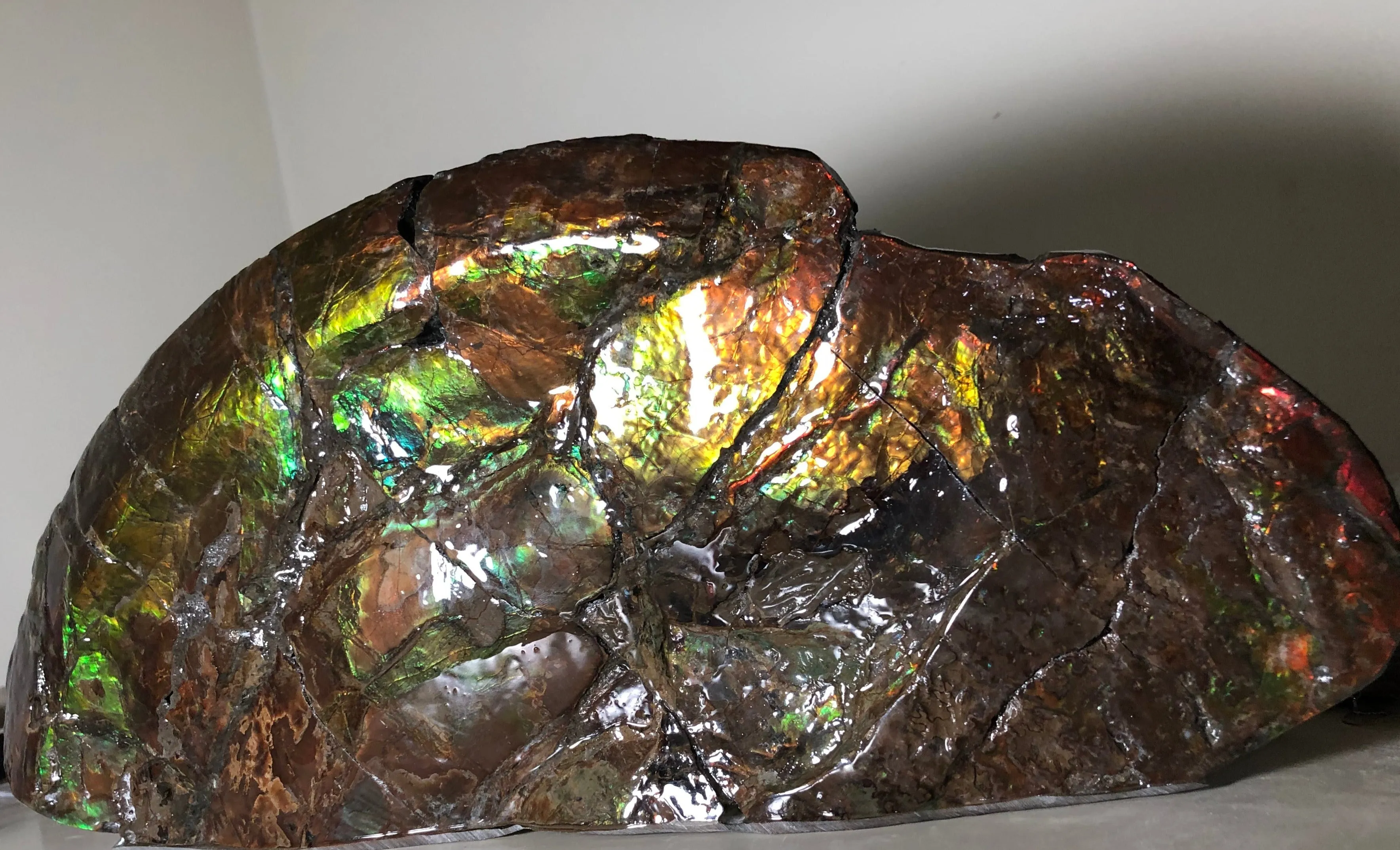 14.5" Double-Sided Ammolite Display Stone  Huge Fossil Placenticeras ,Section Piece 368mm  Collector Stone Home Décor  - CS-223***アンモライト 超大型両面　コレクターストーン FREE SHIPPING