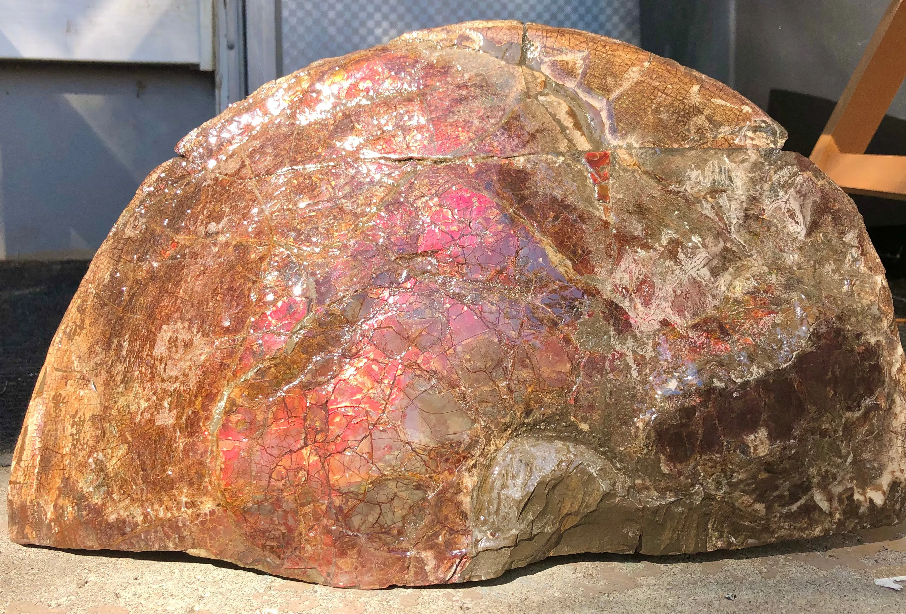 18" Double-Sided Ammolite Display Stone  Huge Fossil Section Piece 178mm 18" Collector Stone Home Décor  - CS-219***アンモライト 超大型両面　コレクターストーン