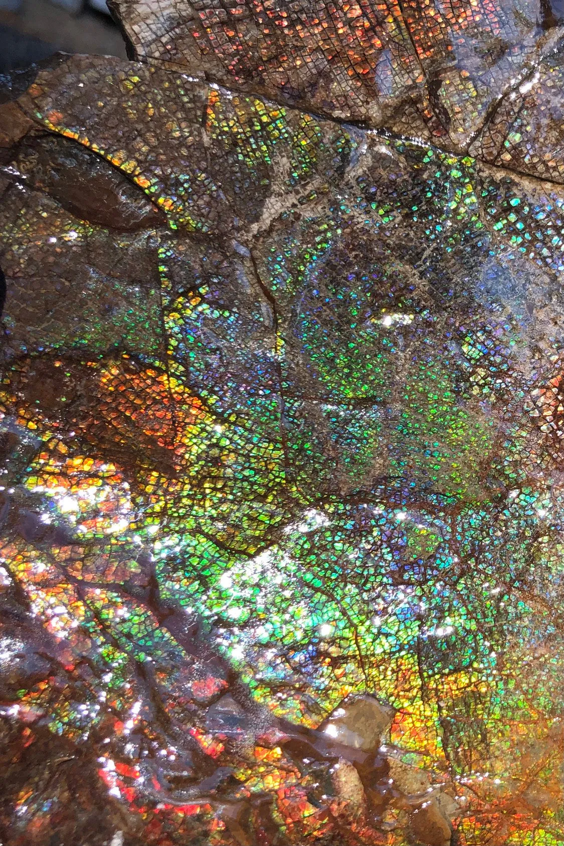 18" Double-Sided Ammolite Display Stone  Huge Fossil Section Piece 178mm 18" Collector Stone Home Décor  - CS-219***アンモライト 超大型両面　コレクターストーン