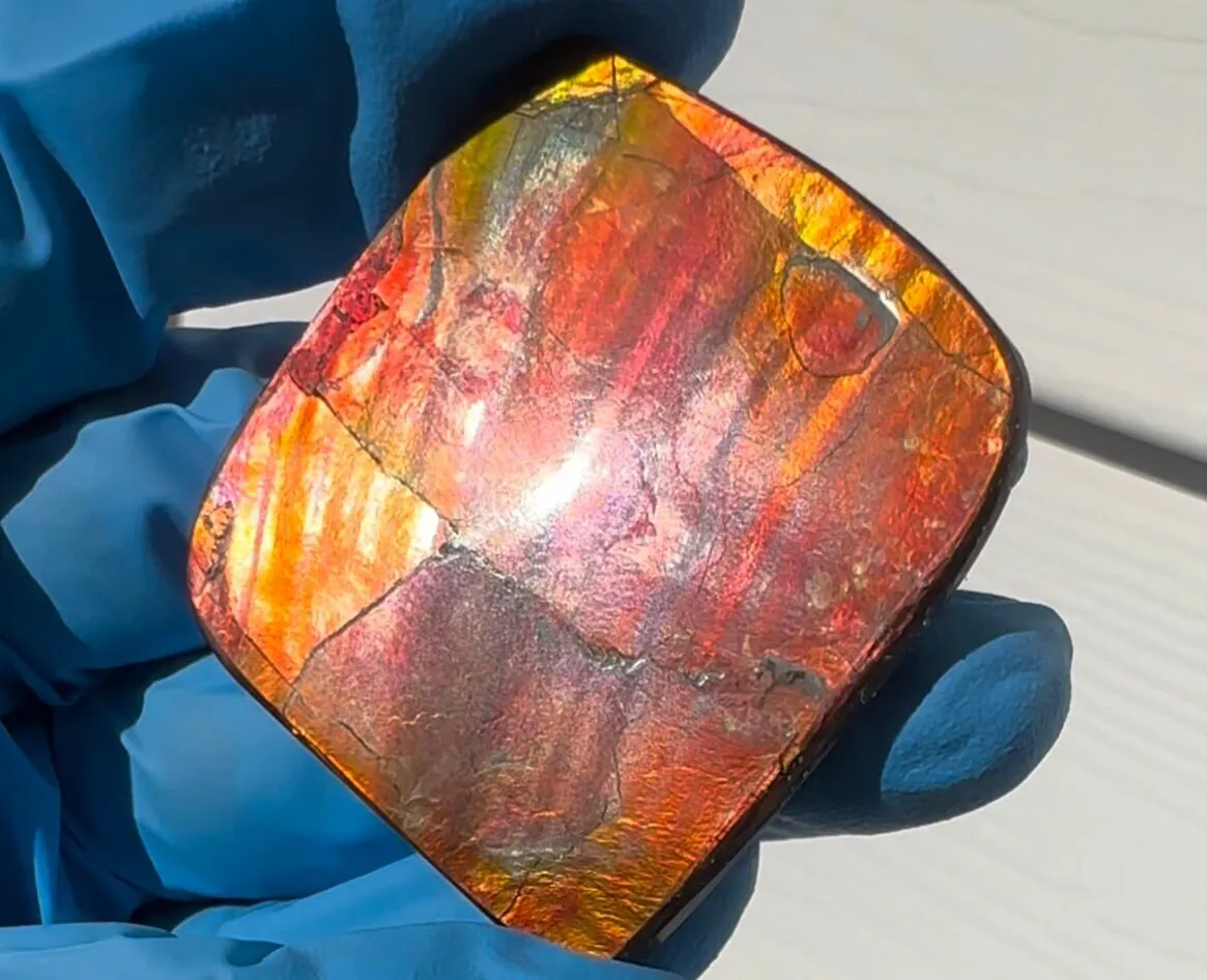 2" Ammolite Imperial Double-Sided NATURAL Polished  Freeform  Stone  Collector's Gemstone  Polished/Coated IMP98