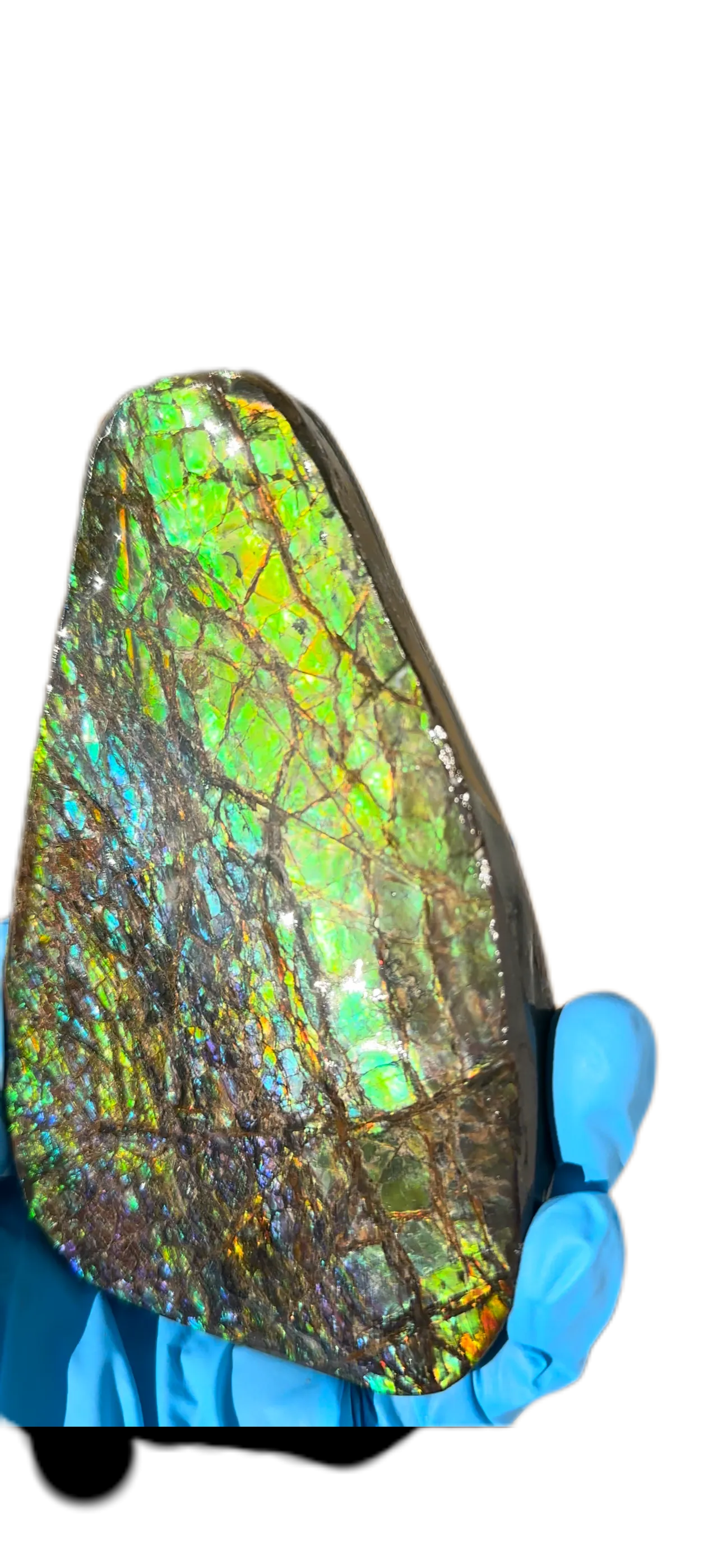 5.6” Ammolite Rough Display Stone,Handheld Specimen 142x84x15mm, Rough,Fossil,Fengshui,Metaphysical,Home Decor　CS-248