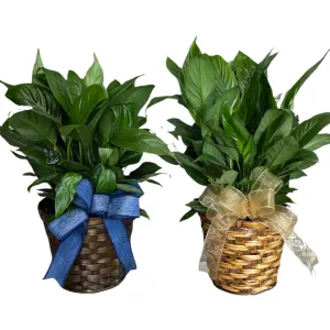 6” Peace Lilly Basket