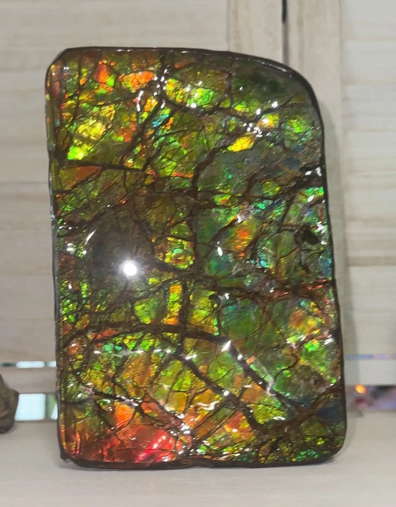 7.08" Ammolite Rough Display Stone,Handheld Specimen 180x126mm, Rough,Fossil,Fengshui,Metaphysical,Home Decor,Free standing CS-242