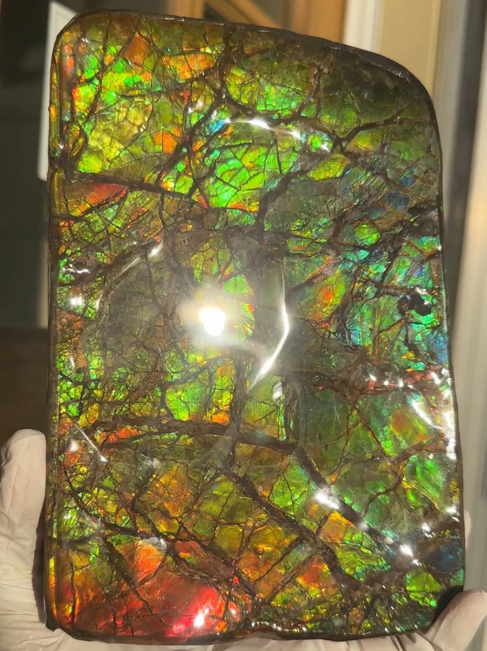 7.08" Ammolite Rough Display Stone,Handheld Specimen 180x126mm, Rough,Fossil,Fengshui,Metaphysical,Home Decor,Free standing CS-242