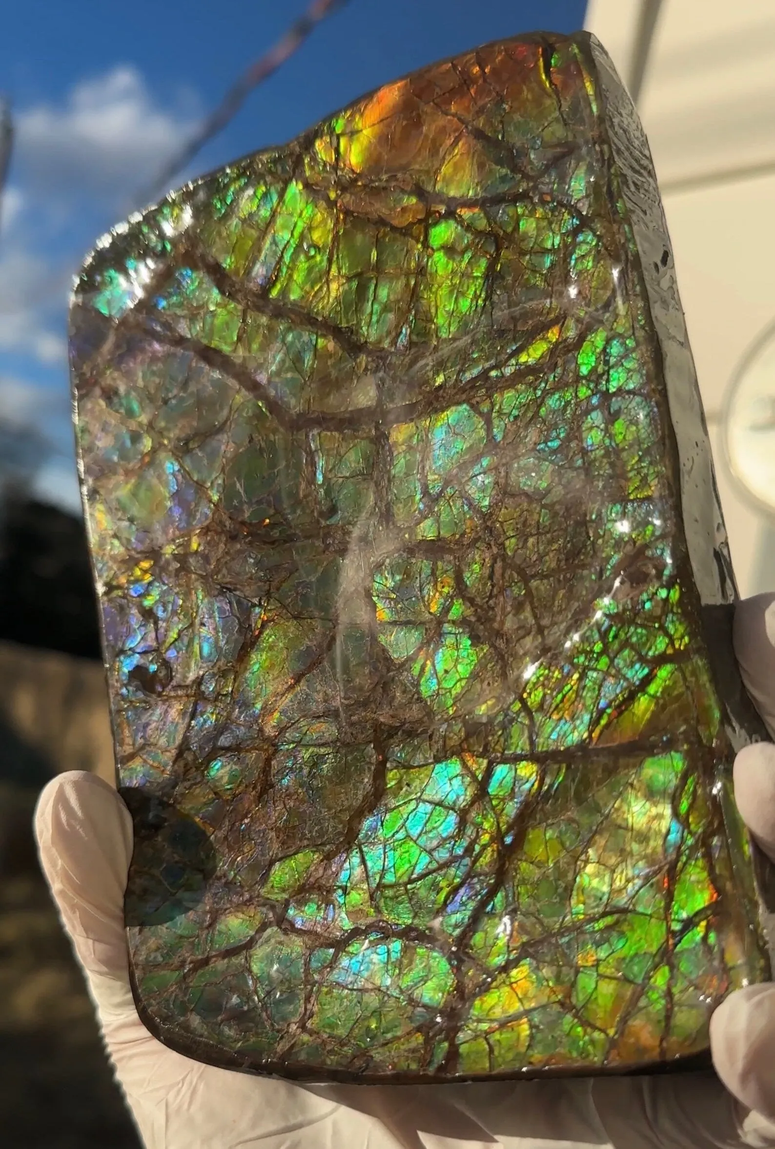 7.08" Ammolite Rough Display Stone,Handheld Specimen 180x126mm, Rough,Fossil,Fengshui,Metaphysical,Home Decor,Free standing CS-242