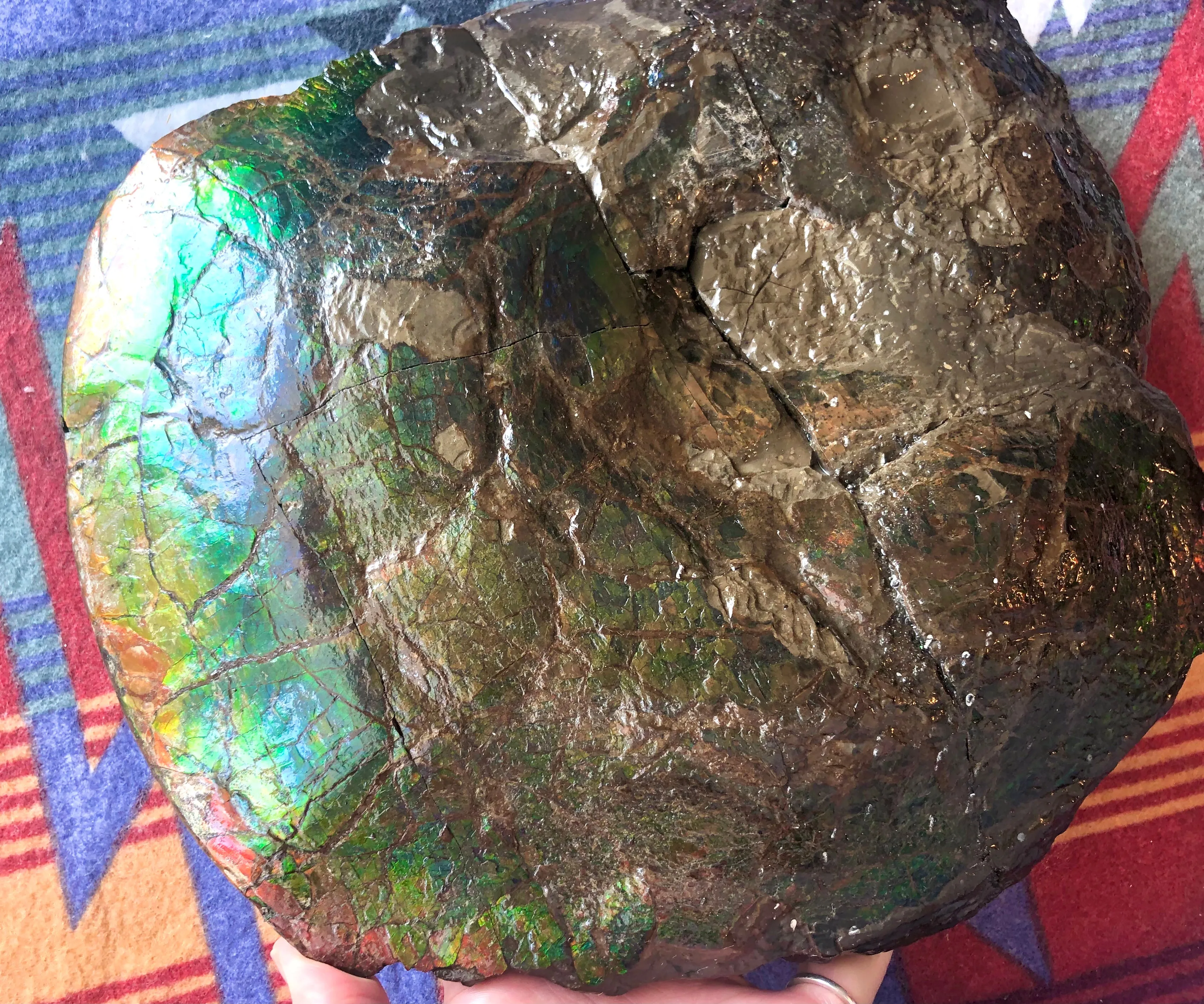AF-58 Canadian Ammolite Rough Collector Display Fossil 11" Double Sided Ammonite Specimen Placenticeras meeki  FREE SHIPPING! アンモライト両面 標本！　送料無料！