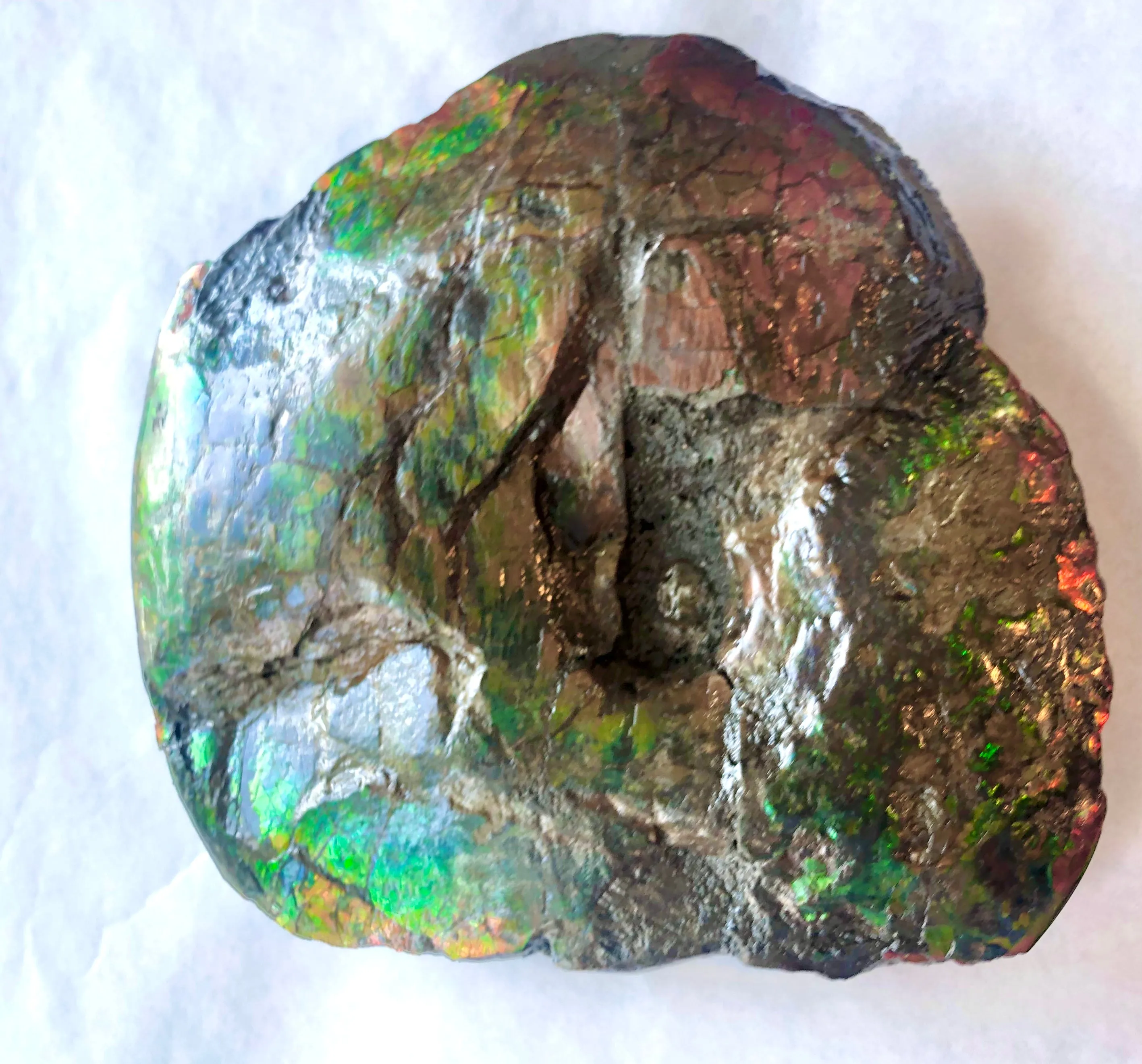 AF-58 Canadian Ammolite Rough Collector Display Fossil 11" Double Sided Ammonite Specimen Placenticeras meeki  FREE SHIPPING! アンモライト両面 標本！　送料無料！