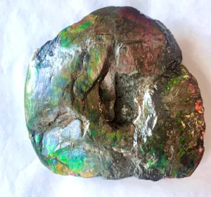 AF-58 Canadian Ammolite Rough Collector Display Fossil 11" Double Sided Ammonite Specimen Placenticeras meeki  FREE SHIPPING! アンモライト両面 標本！　送料無料！