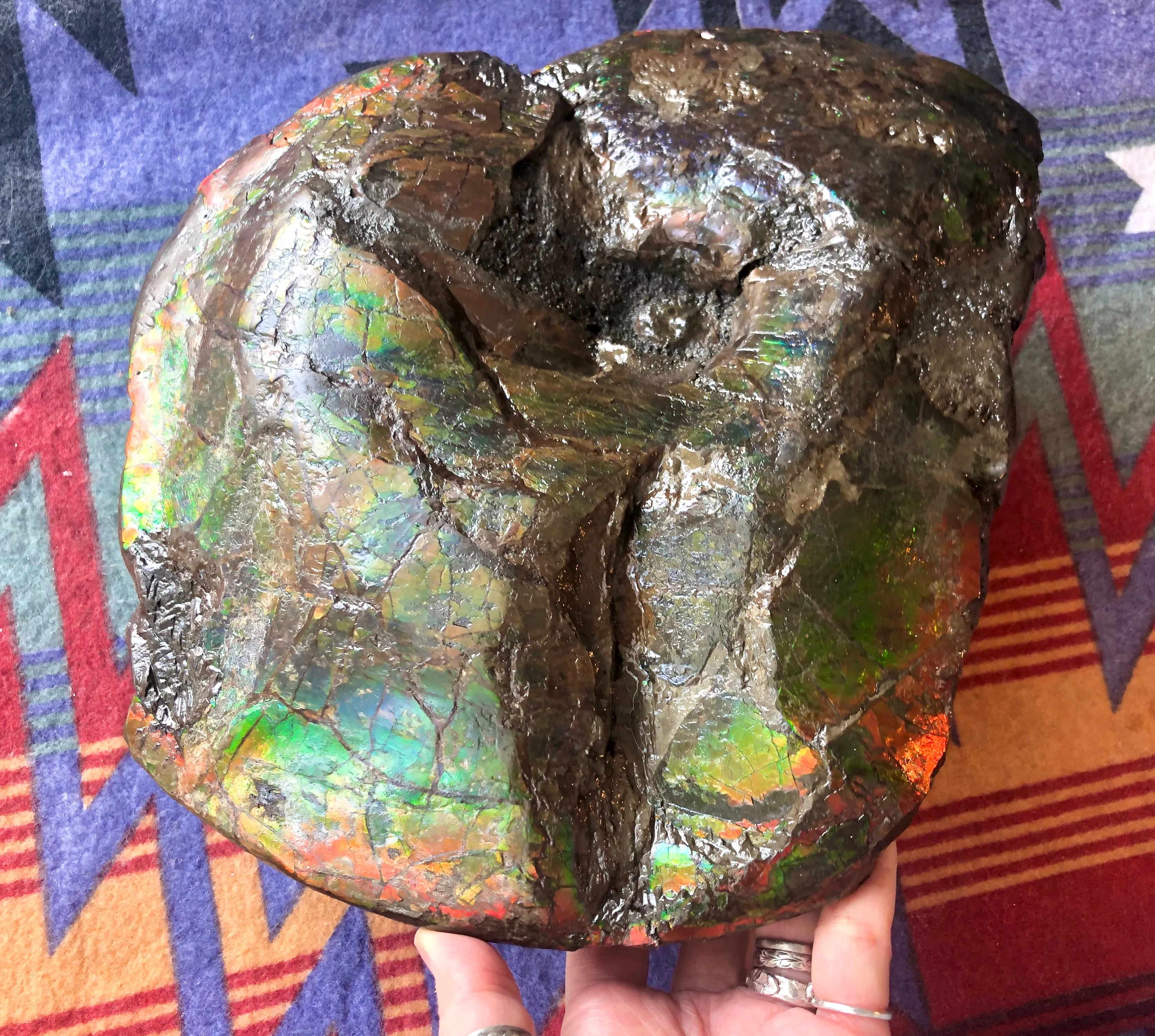 AF-58 Canadian Ammolite Rough Collector Display Fossil 11" Double Sided Ammonite Specimen Placenticeras meeki  FREE SHIPPING! アンモライト両面 標本！　送料無料！