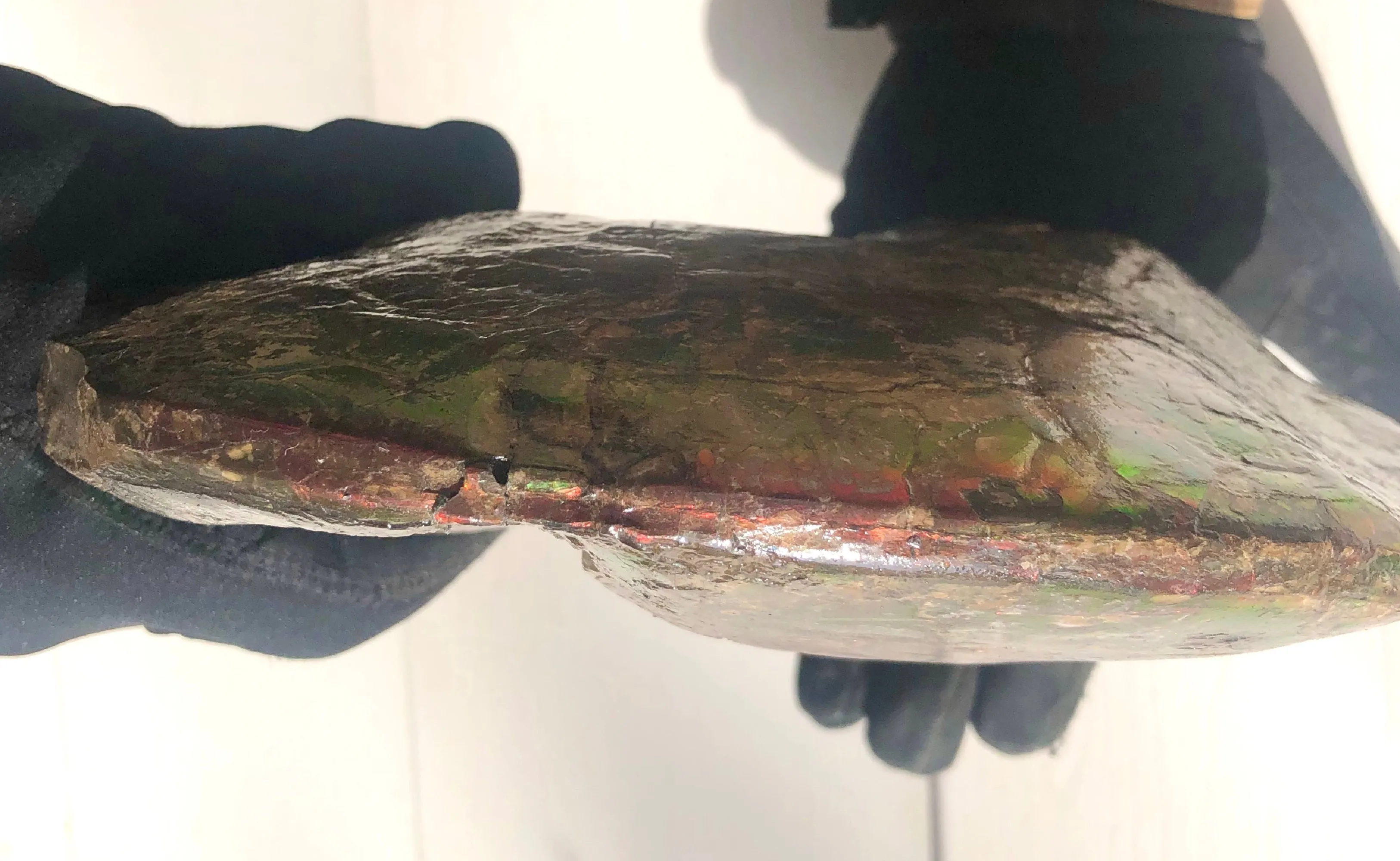 AF-58 Canadian Ammolite Rough Collector Display Fossil 11" Double Sided Ammonite Specimen Placenticeras meeki  FREE SHIPPING! アンモライト両面 標本！　送料無料！