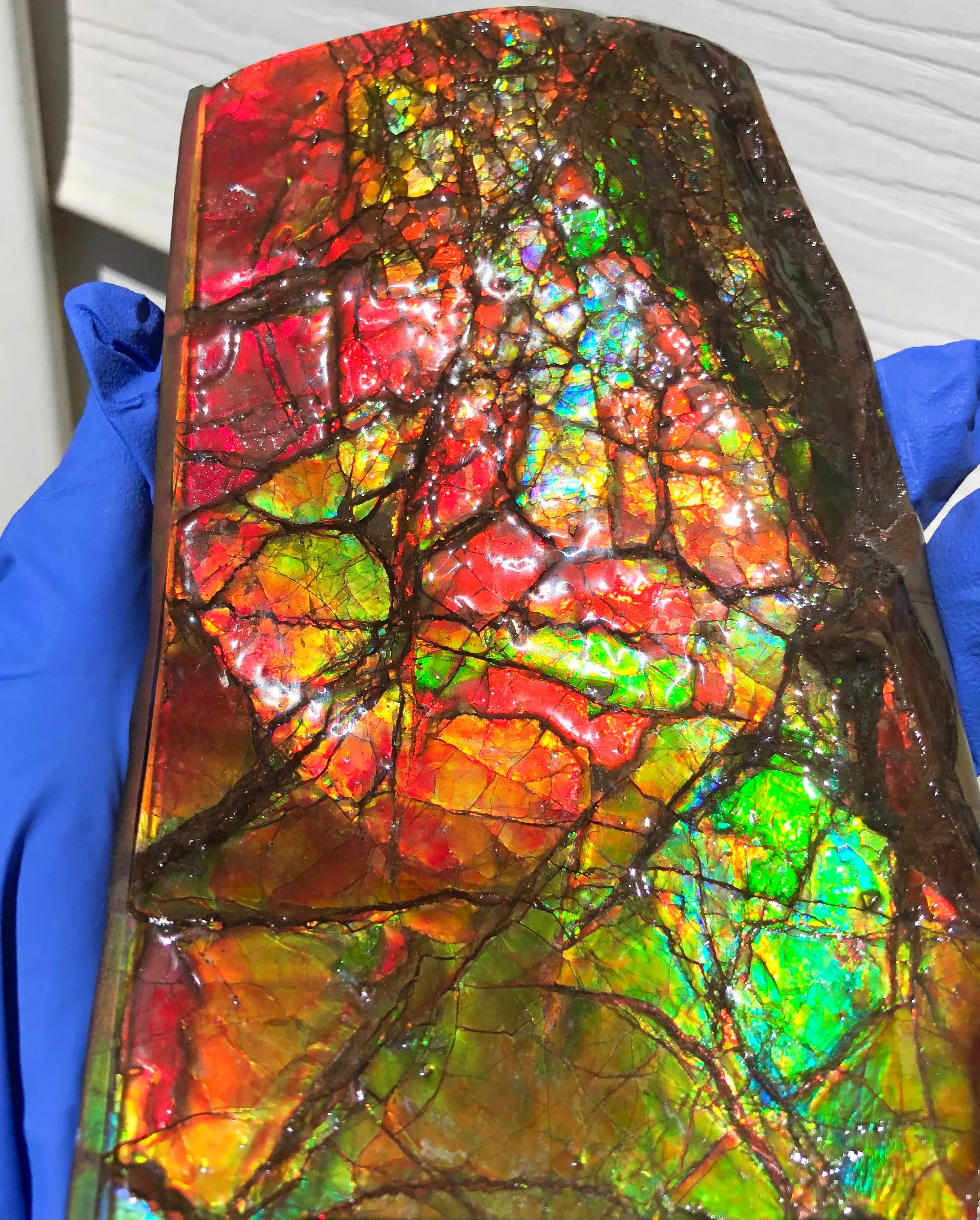 Ammolite Display Stone Hand Specimen Huge Section Piece 200mm 7.9" Collector Stone Home Décor  - CS-217***アンモライト　コレクターストーン