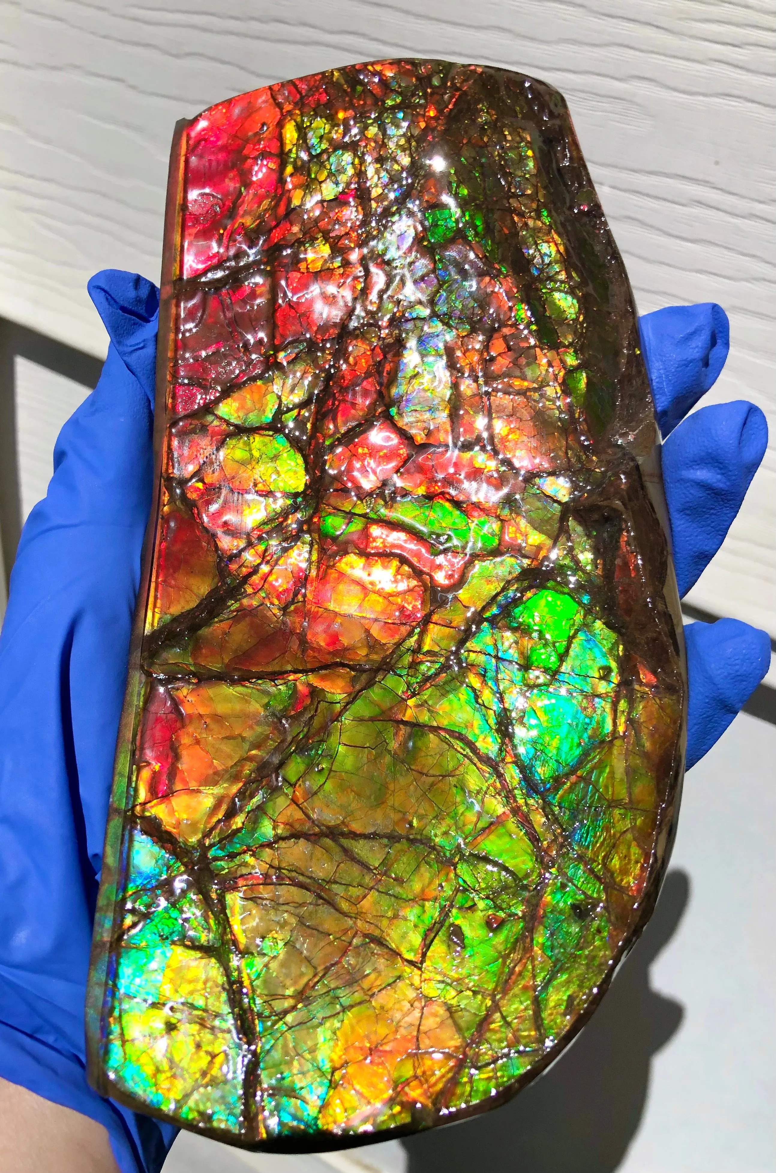 Ammolite Display Stone Hand Specimen Huge Section Piece 200mm 7.9" Collector Stone Home Décor  - CS-217***アンモライト　コレクターストーン