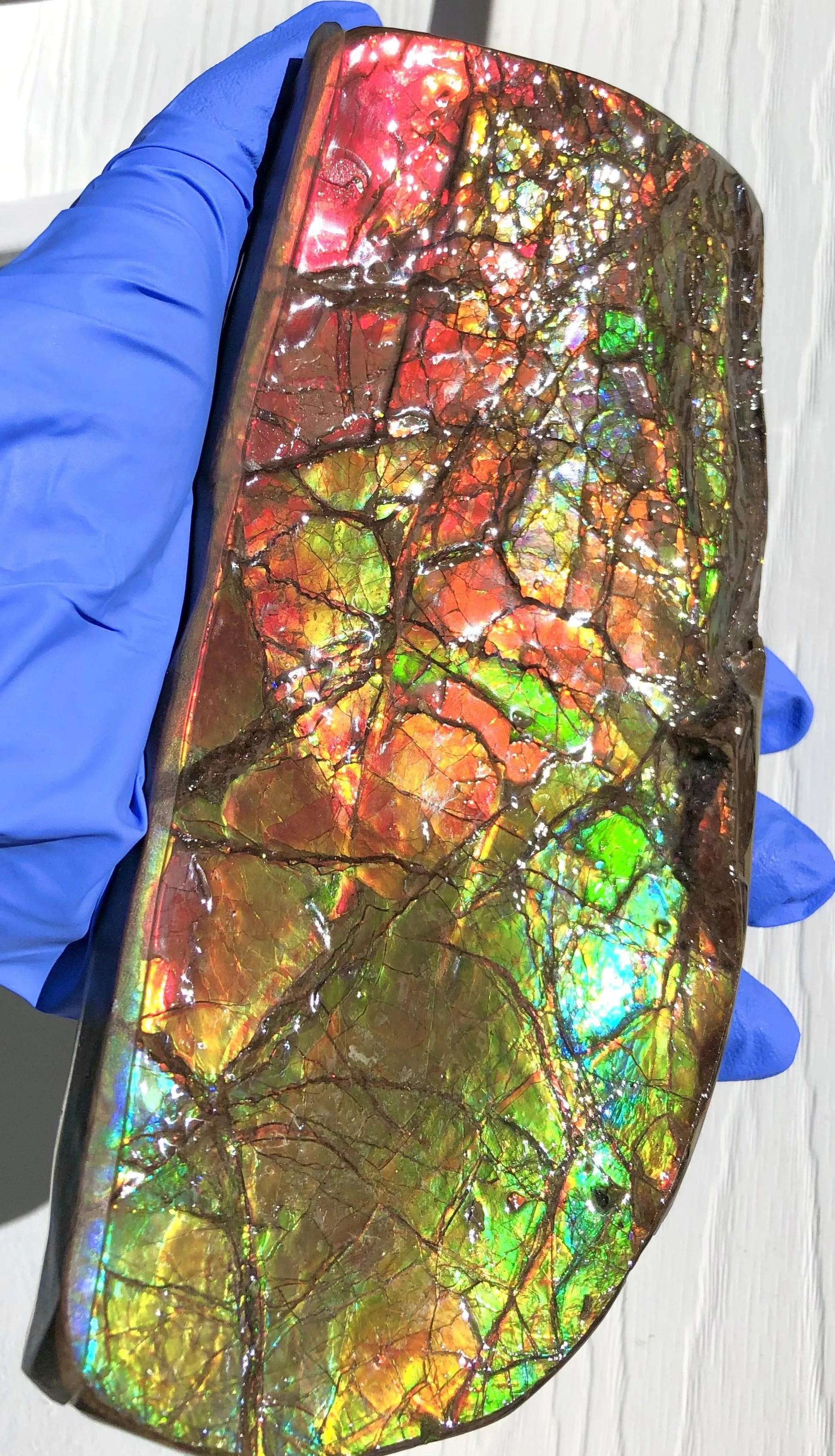 Ammolite Display Stone Hand Specimen Huge Section Piece 200mm 7.9" Collector Stone Home Décor  - CS-217***アンモライト　コレクターストーン