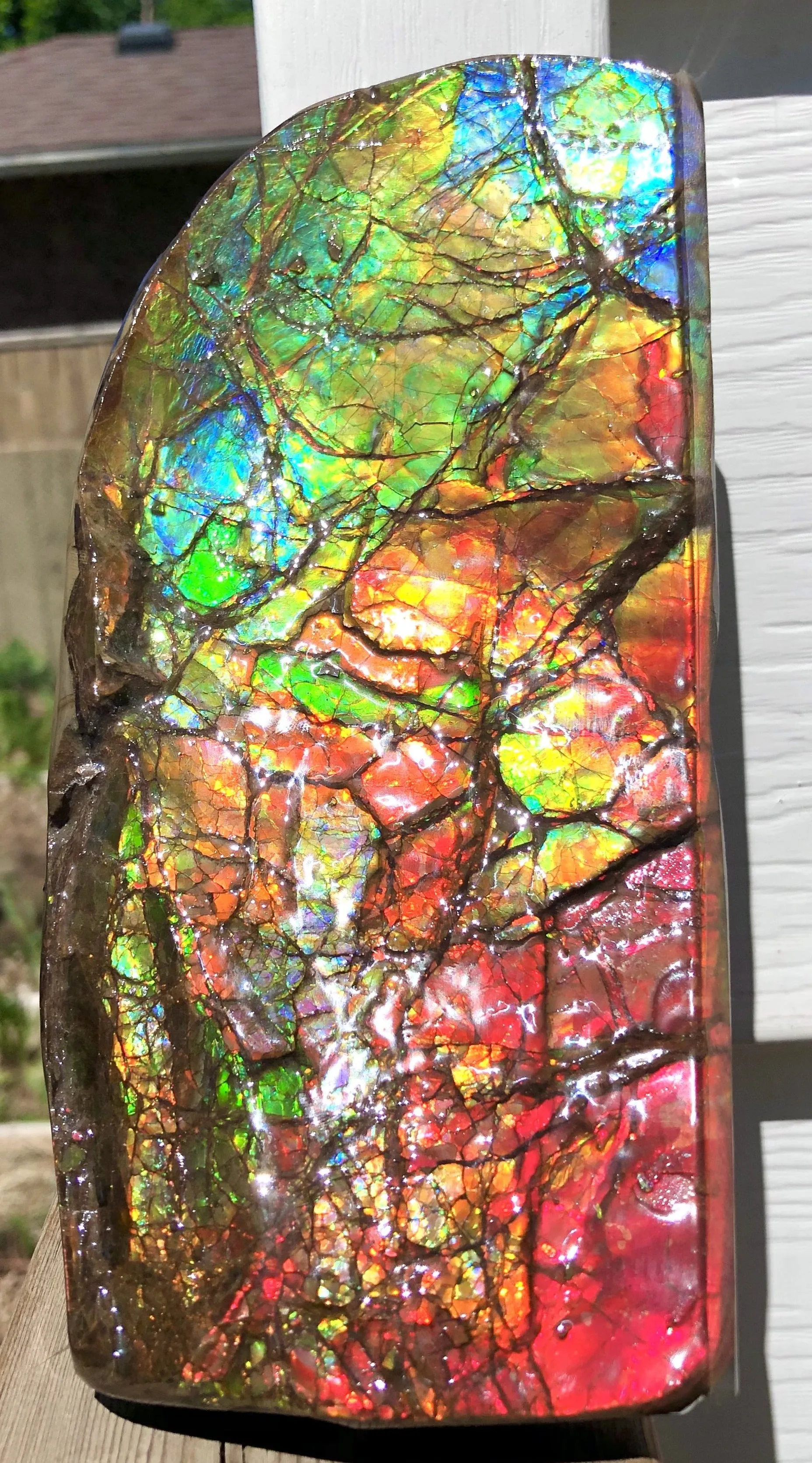 Ammolite Display Stone Hand Specimen Huge Section Piece 200mm 7.9" Collector Stone Home Décor  - CS-217***アンモライト　コレクターストーン