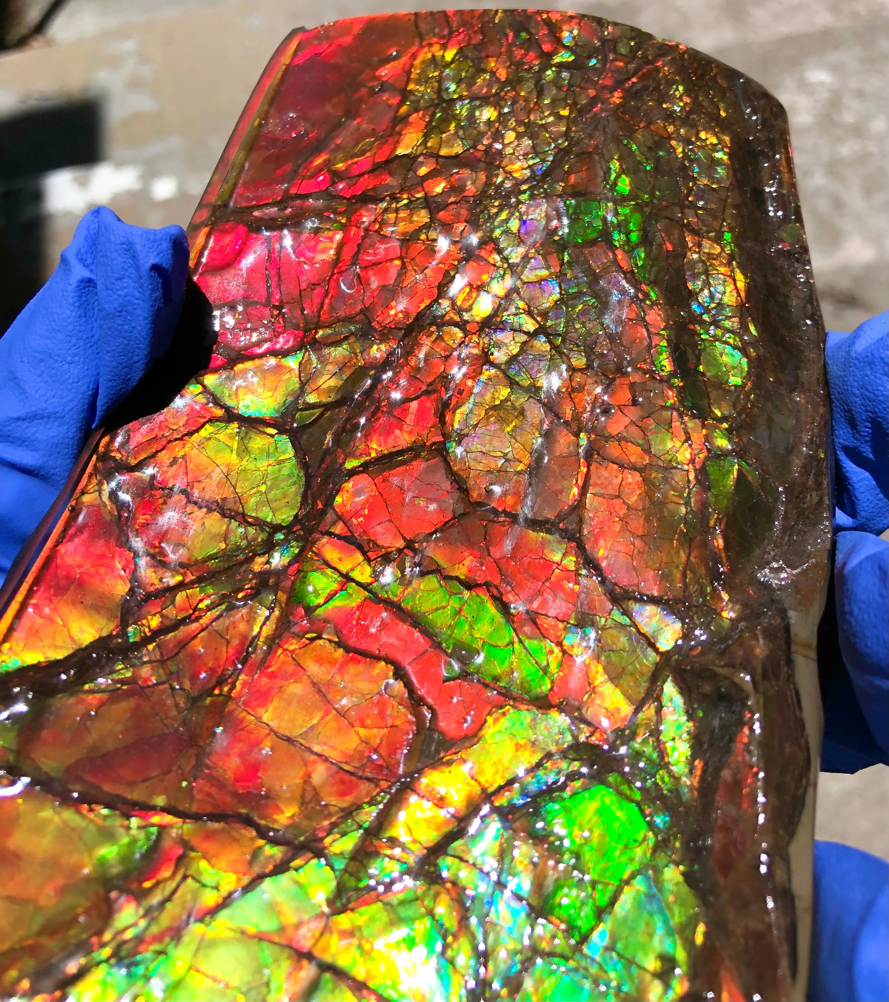 Ammolite Display Stone Hand Specimen Huge Section Piece 200mm 7.9" Collector Stone Home Décor  - CS-217***アンモライト　コレクターストーン