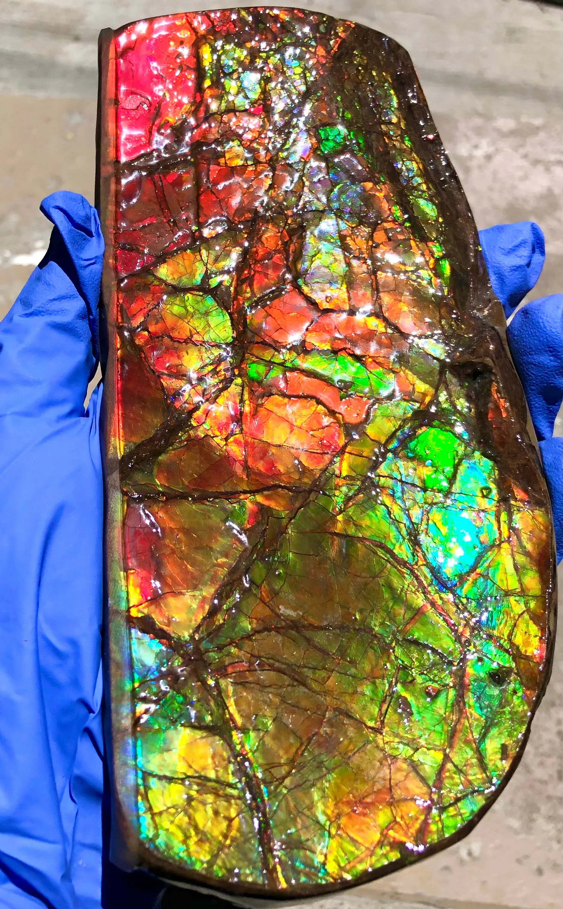 Ammolite Display Stone Hand Specimen Huge Section Piece 200mm 7.9" Collector Stone Home Décor  - CS-217***アンモライト　コレクターストーン