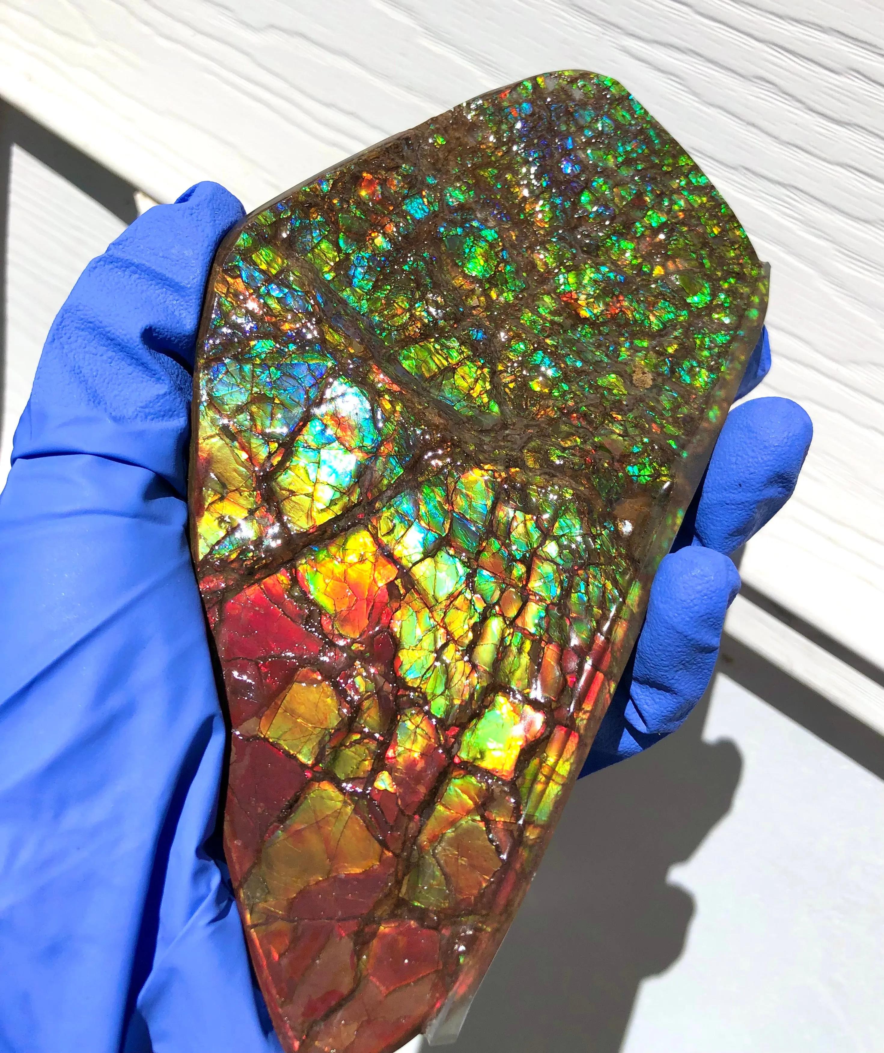 Ammolite Display Stone Hand Specimen Section Piece 168mm 6.6" Collector Stone Home Décor  - CS-216***アンモライト　コレクターストーン