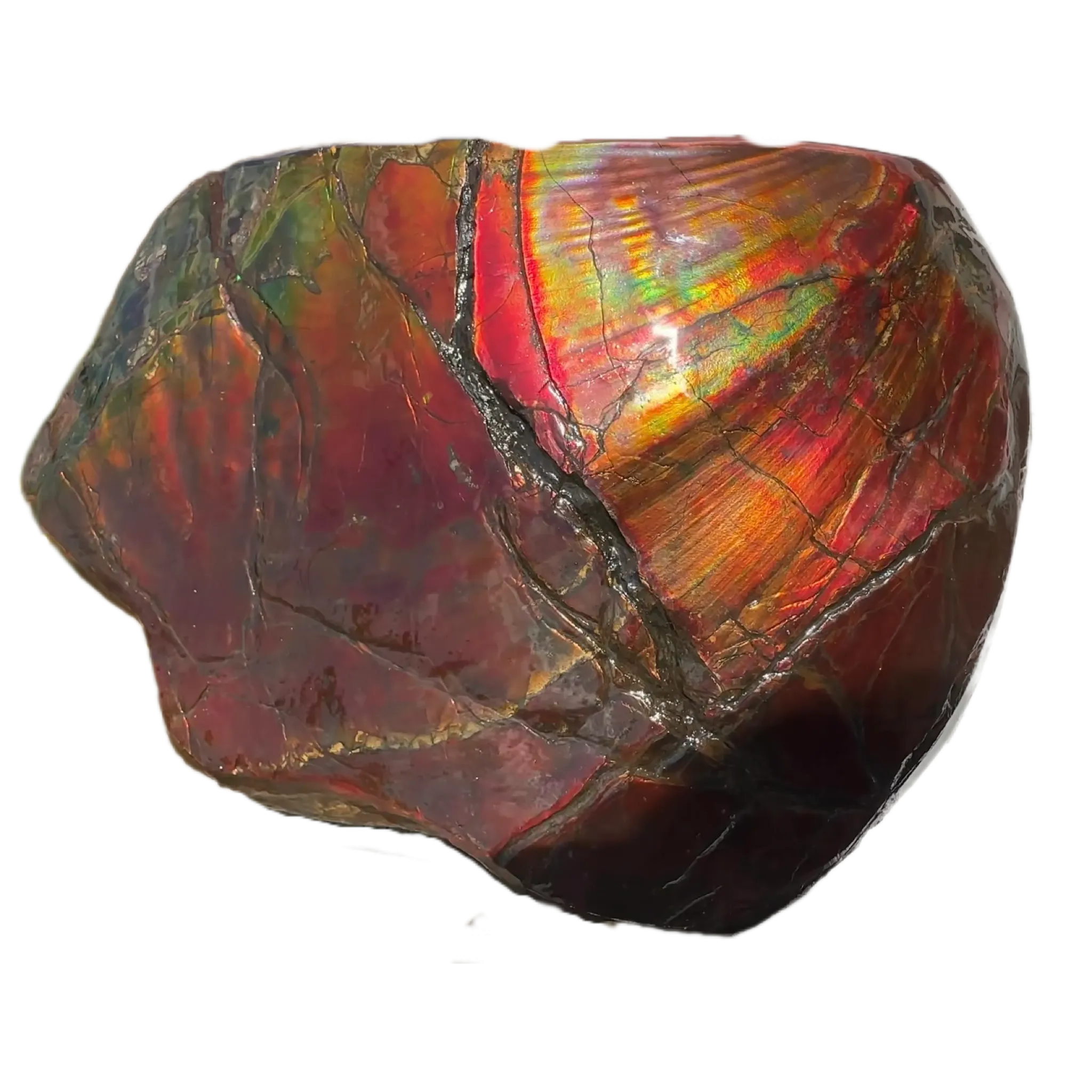 Buy it now or make an offer! Canadian Ammolite  Ammonite Partial Fossil  Big Specimen Home Décor,- CS-238***アンモライト 大型両面 斑彩石 コレクターストーン　価格交渉 FREE SHIPPING