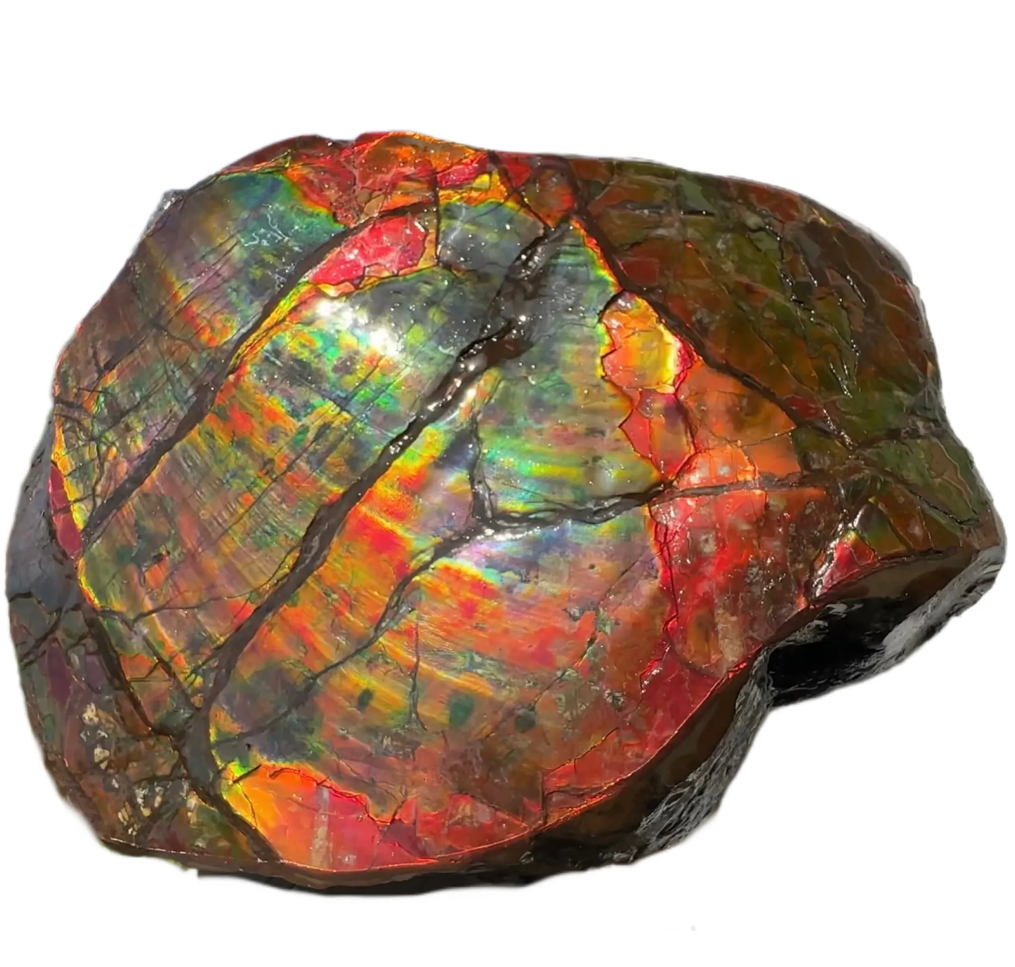 Buy it now or make an offer! Canadian Ammolite  Ammonite Partial Fossil  Big Specimen Home Décor,- CS-238***アンモライト 大型両面 斑彩石 コレクターストーン　価格交渉 FREE SHIPPING