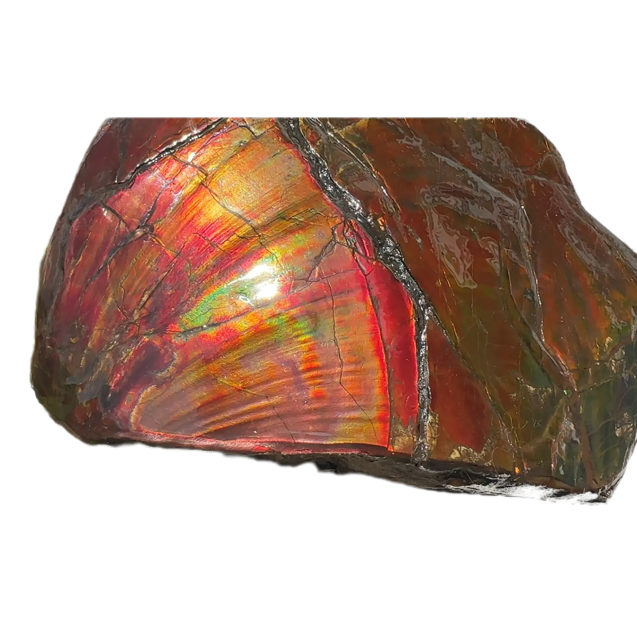Buy it now or make an offer! Canadian Ammolite  Ammonite Partial Fossil  Big Specimen Home Décor,- CS-238***アンモライト 大型両面 斑彩石 コレクターストーン　価格交渉 FREE SHIPPING