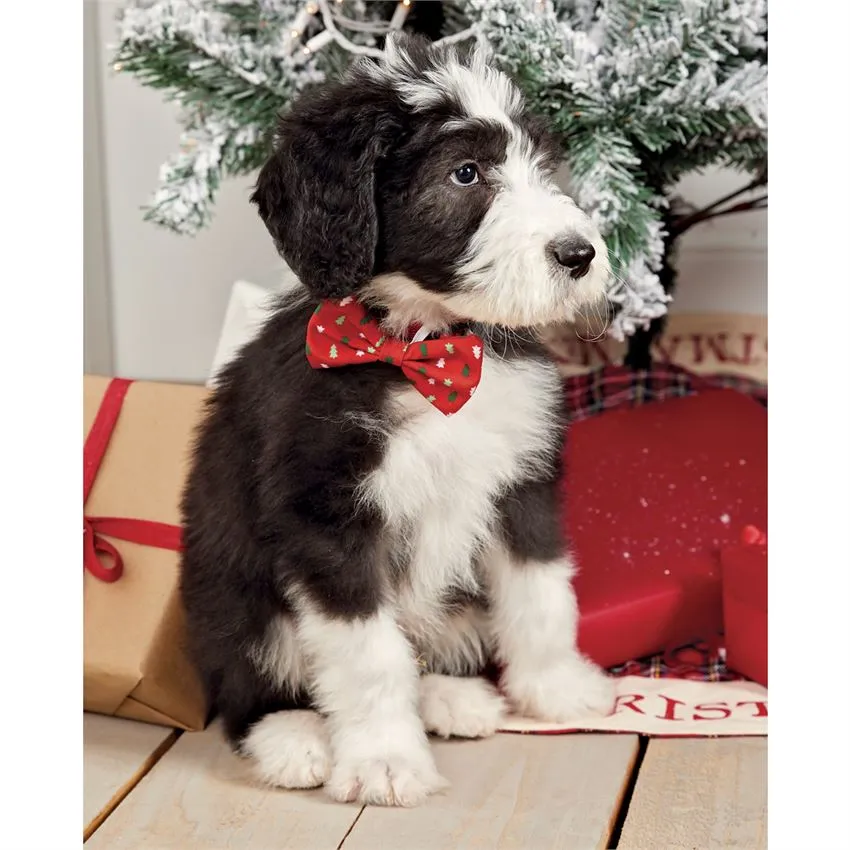 Holiday Dog Bows