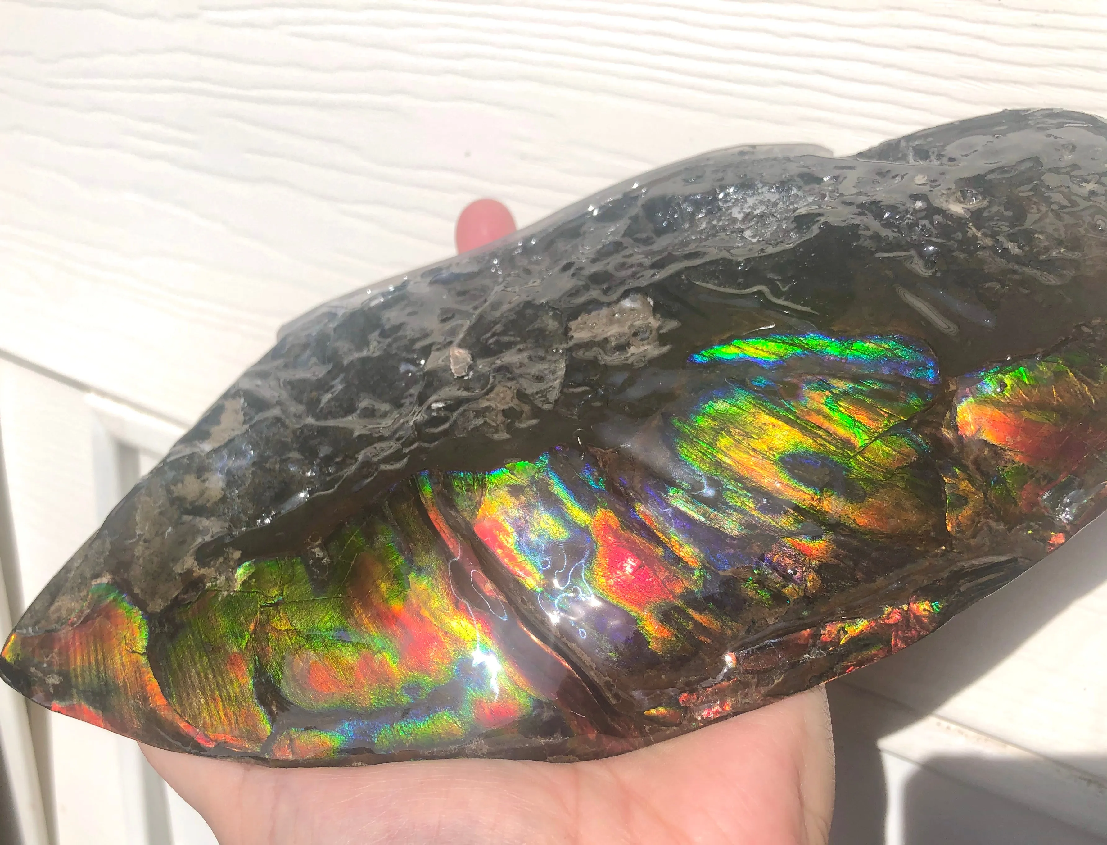 HUGE Collector Stone Double Sided Specimen - CS-202  ***FREE SHIPPING****アンモライト　コレクターストーン