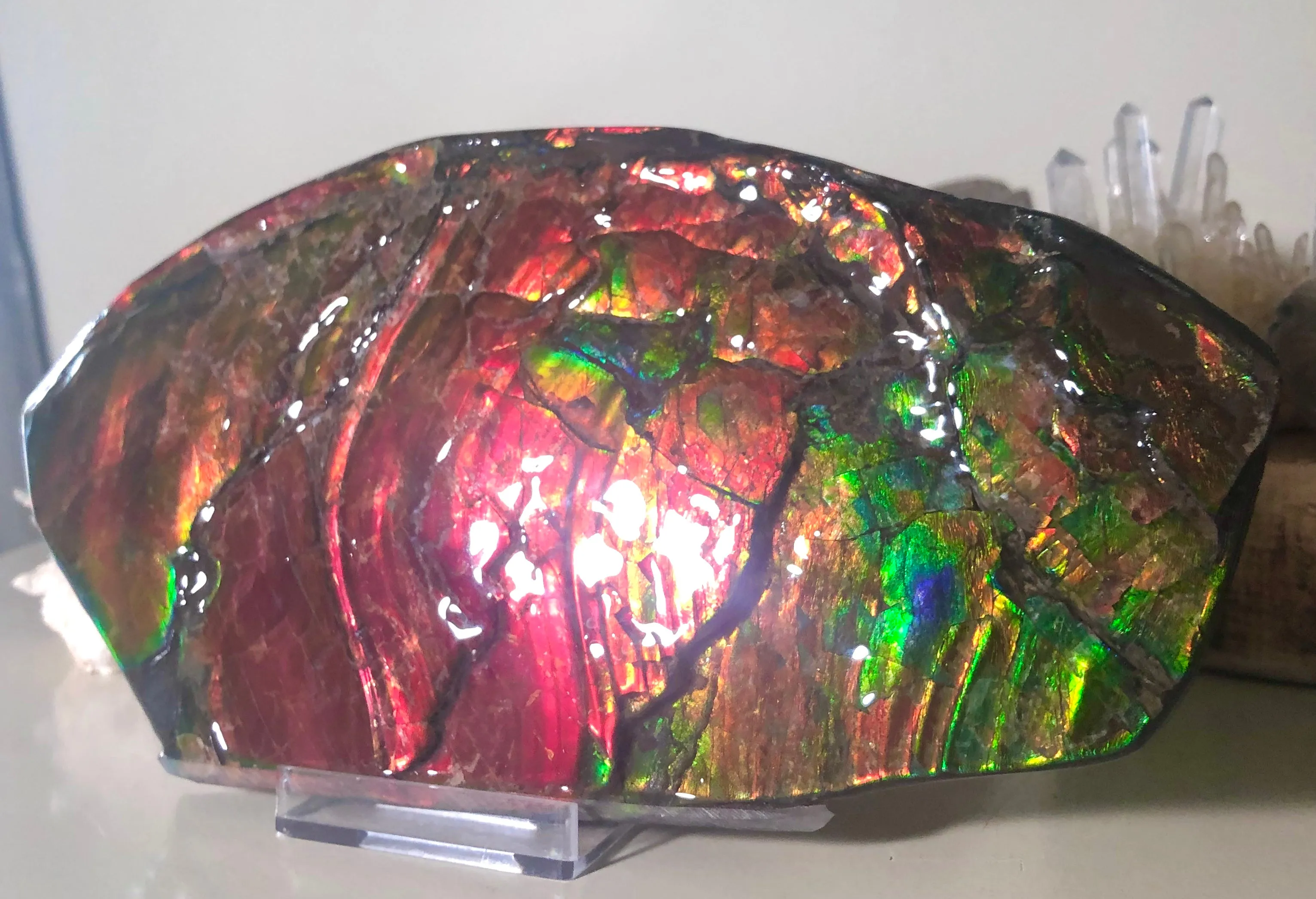 HUGE Collector Stone Double Sided Specimen - CS-202  ***FREE SHIPPING****アンモライト　コレクターストーン