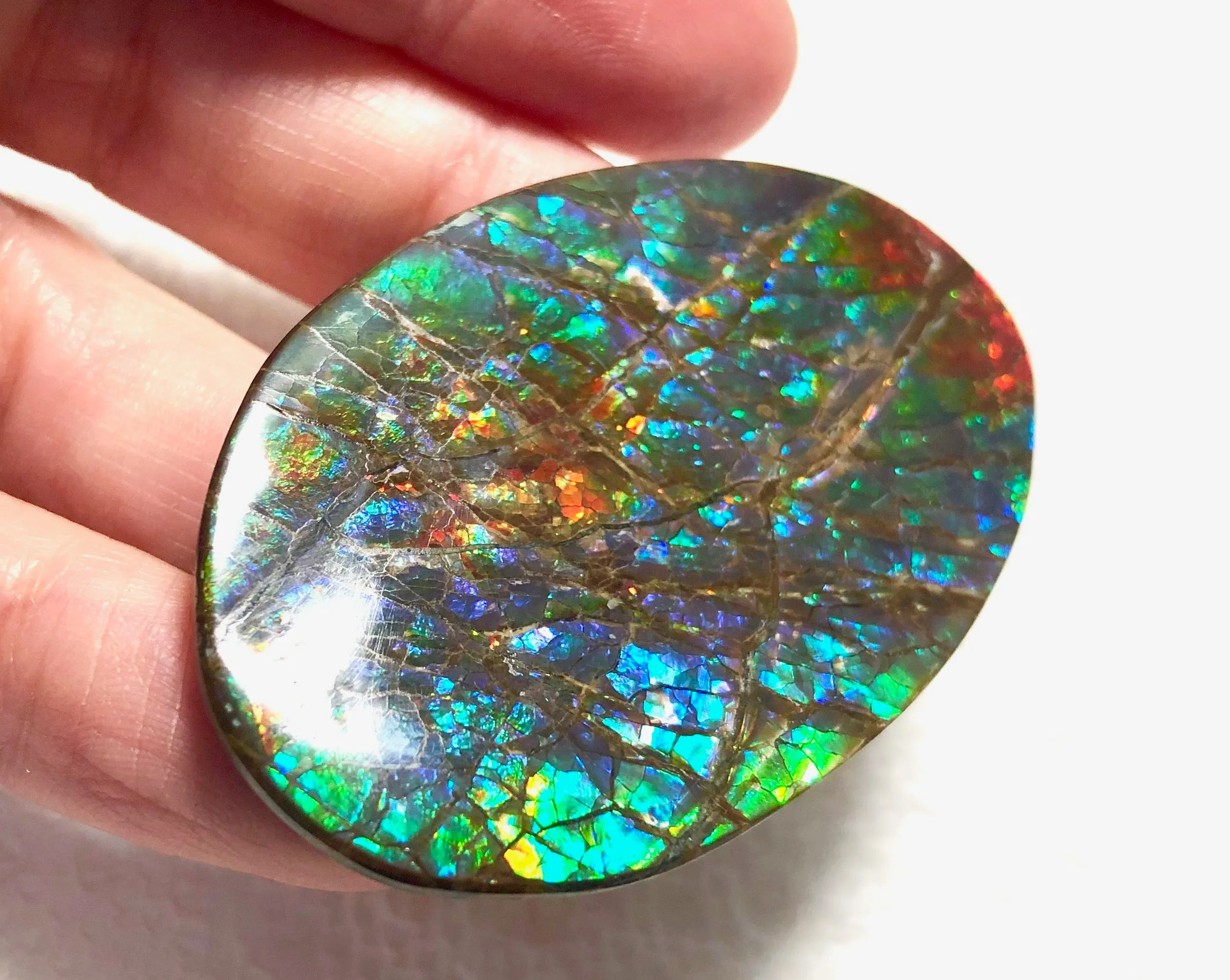 Large 51 x 34  mm  - IMP-65 Natural Ammolite Double-Sided Rainbow Imperial! Free shipping!　両面iインペリアル！レアルース　送料無料アンモライト
