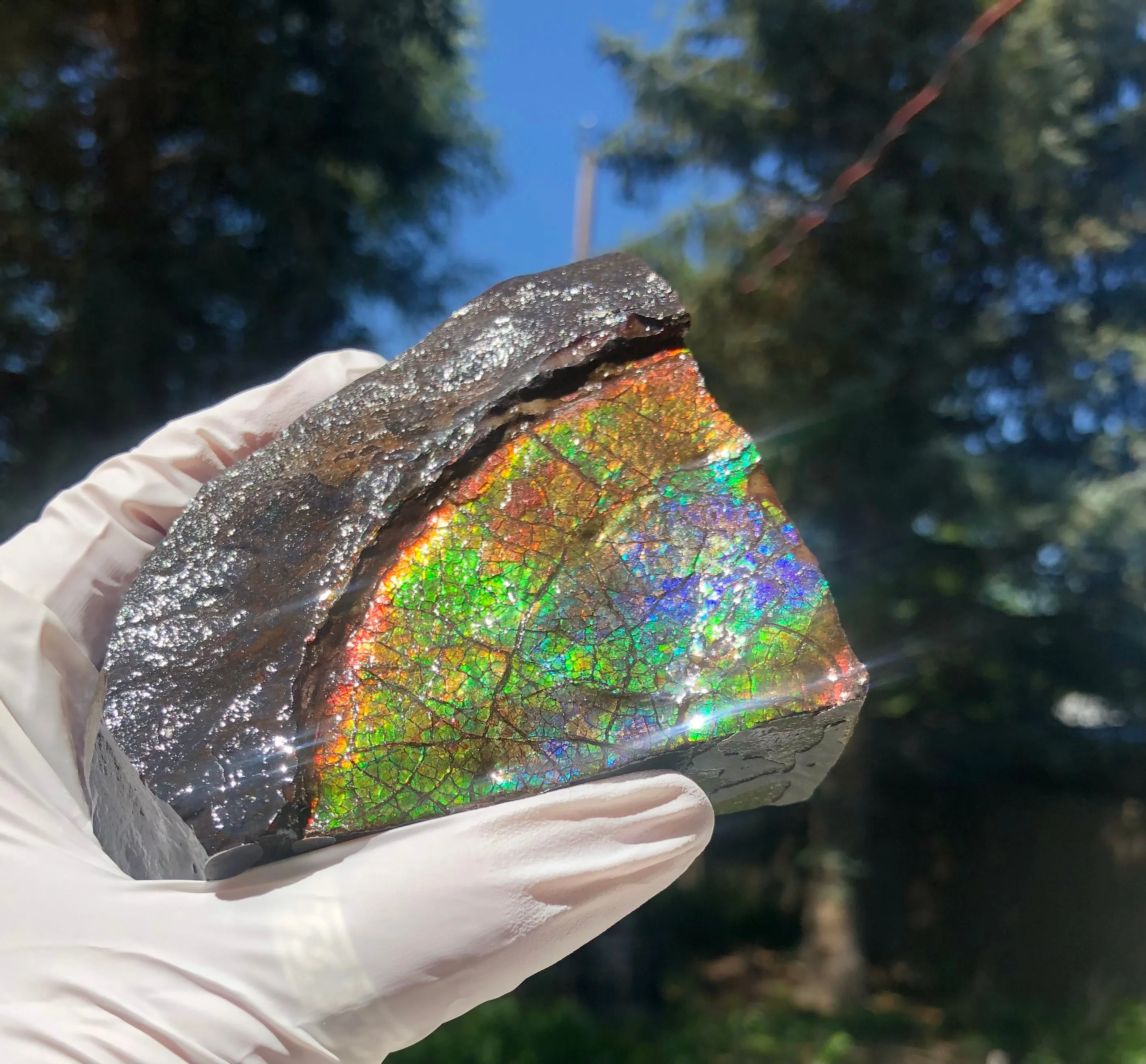 Make an offer!! or buy it now!  RARE Intercalare! CS-227  Stunning Ammolite Intercalare with stunning Matrix, Collector Stones Home Décor ***アンモライト Free shipping