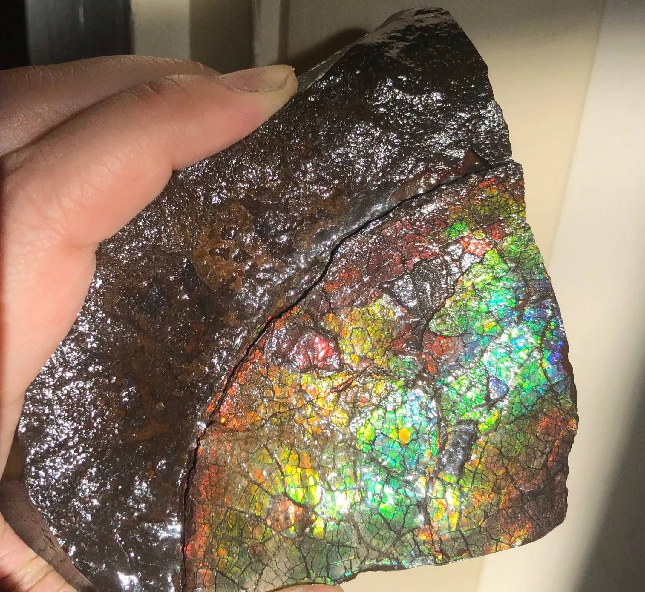 Make an offer!! or buy it now!  RARE Intercalare! CS-227  Stunning Ammolite Intercalare with stunning Matrix, Collector Stones Home Décor ***アンモライト Free shipping