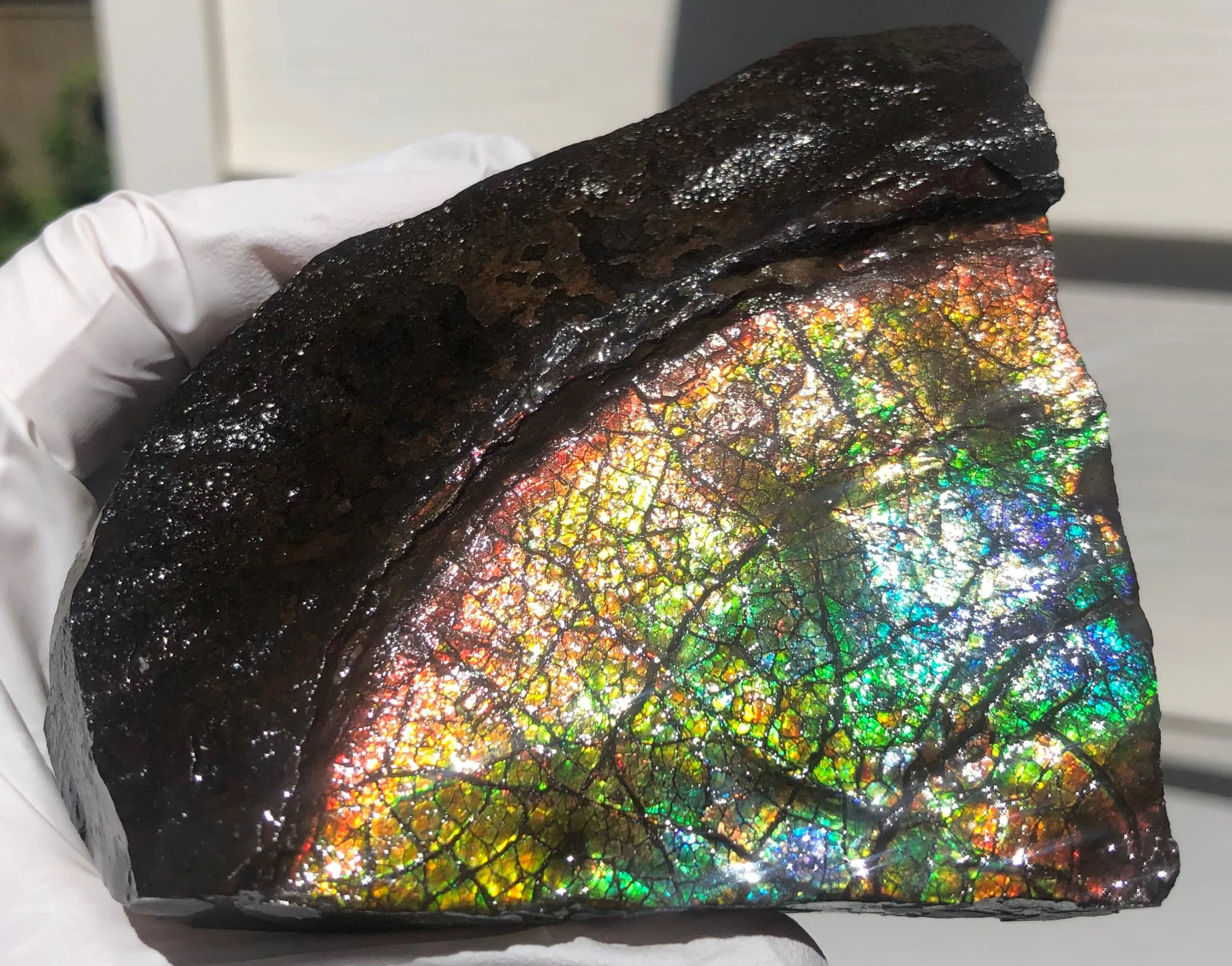 Make an offer!! or buy it now!  RARE Intercalare! CS-227  Stunning Ammolite Intercalare with stunning Matrix, Collector Stones Home Décor ***アンモライト Free shipping