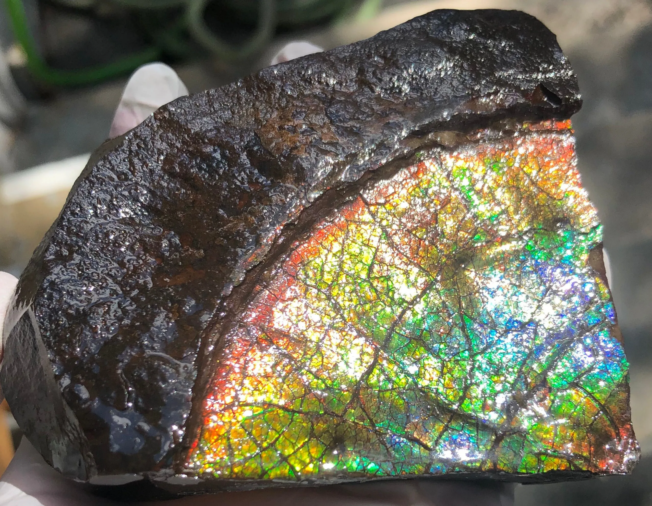 Make an offer!! or buy it now!  RARE Intercalare! CS-227  Stunning Ammolite Intercalare with stunning Matrix, Collector Stones Home Décor ***アンモライト Free shipping