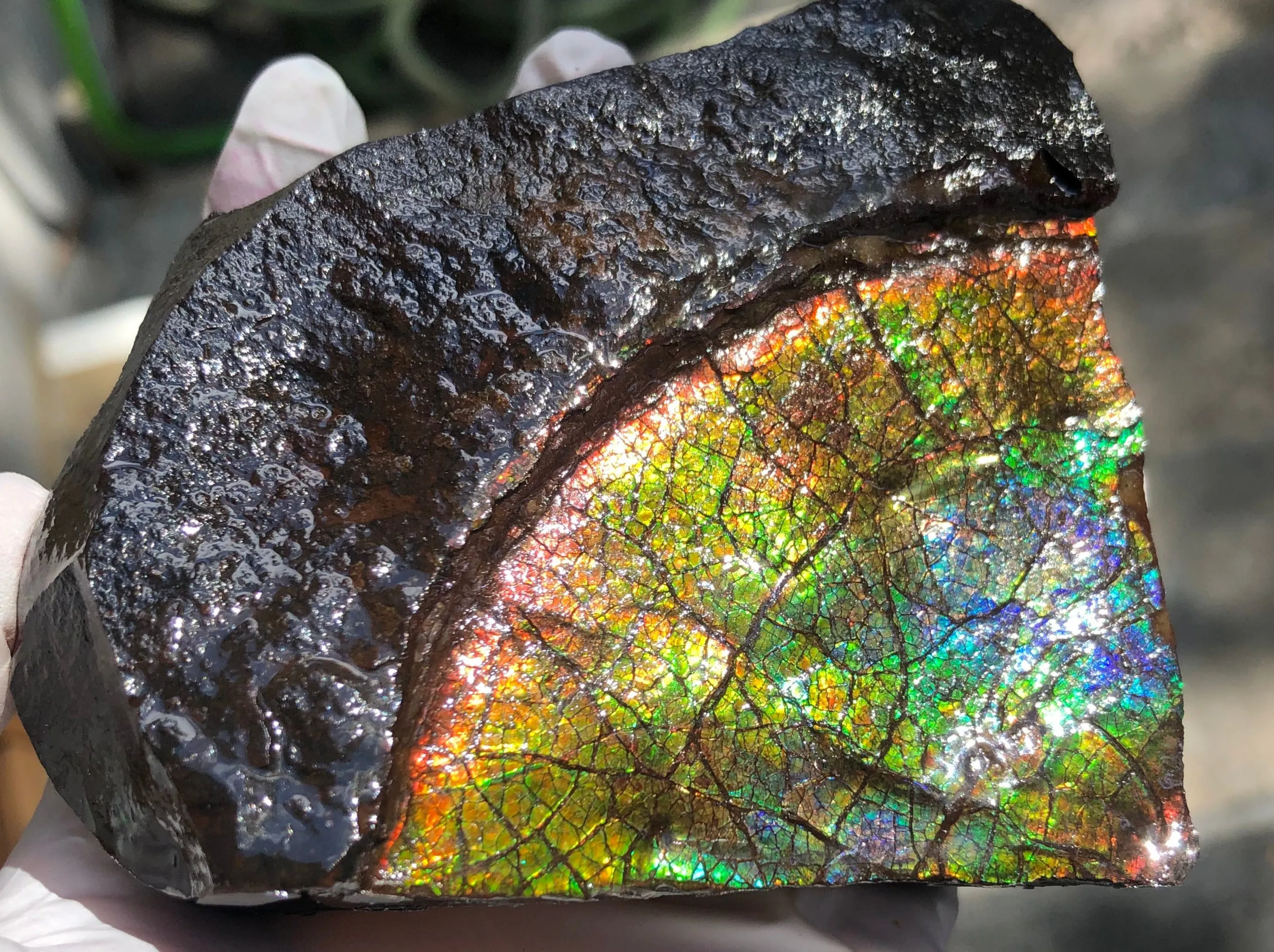 Make an offer!! or buy it now!  RARE Intercalare! CS-227  Stunning Ammolite Intercalare with stunning Matrix, Collector Stones Home Décor ***アンモライト Free shipping