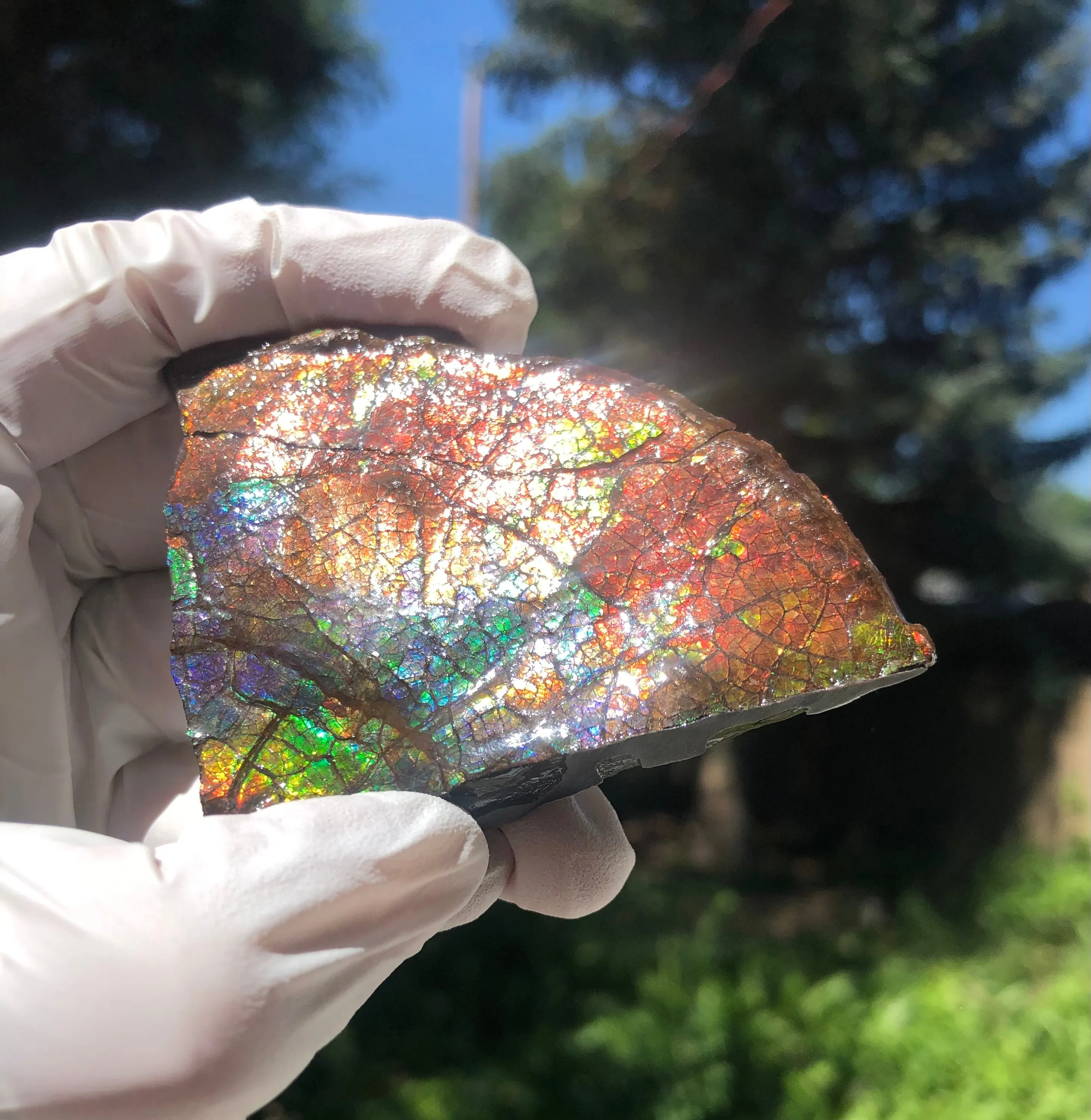 Make an offer!! or buy it now!  RARE Intercalare! CS-227  Stunning Ammolite Intercalare with stunning Matrix, Collector Stones Home Décor ***アンモライト Free shipping