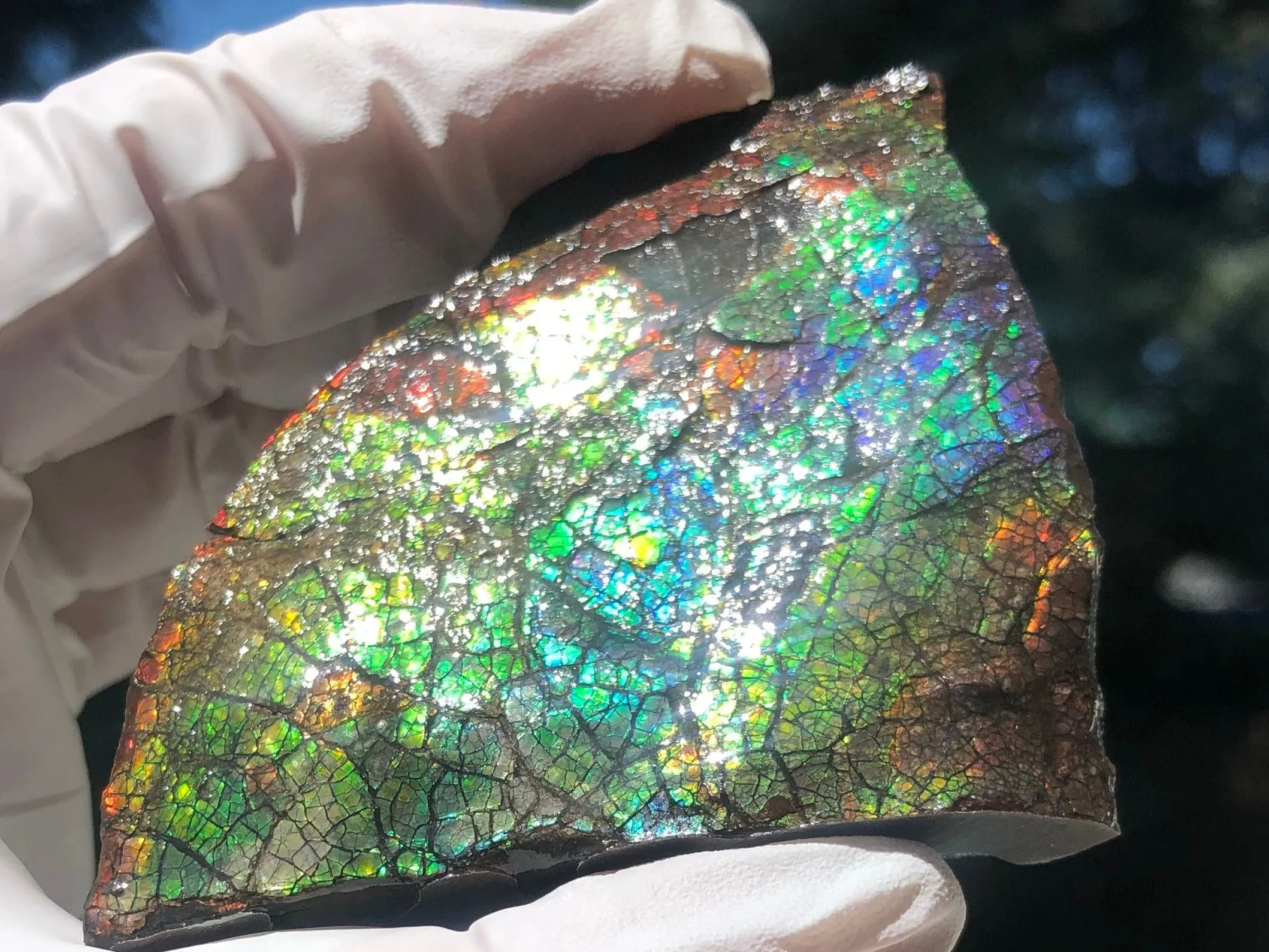 Make an offer!! or buy it now!  RARE Intercalare! CS-227  Stunning Ammolite Intercalare with stunning Matrix, Collector Stones Home Décor ***アンモライト Free shipping