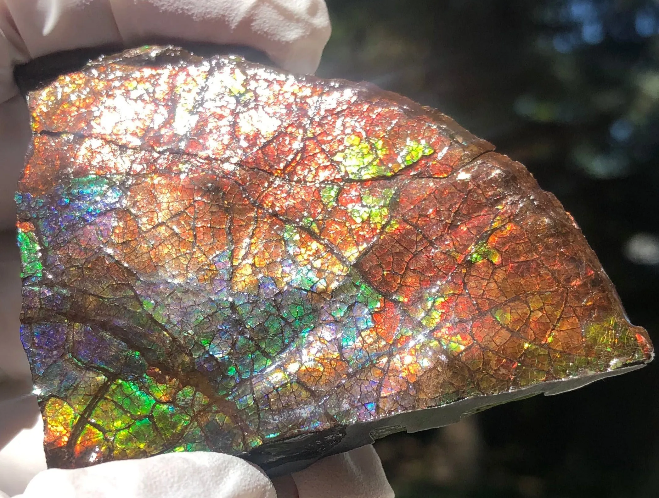 Make an offer!! or buy it now!  RARE Intercalare! CS-227  Stunning Ammolite Intercalare with stunning Matrix, Collector Stones Home Décor ***アンモライト Free shipping