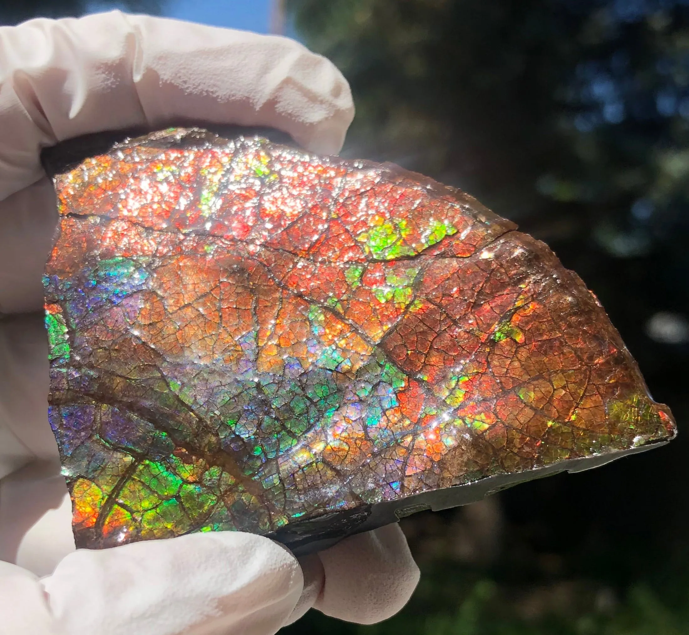 Make an offer!! or buy it now!  RARE Intercalare! CS-227  Stunning Ammolite Intercalare with stunning Matrix, Collector Stones Home Décor ***アンモライト Free shipping