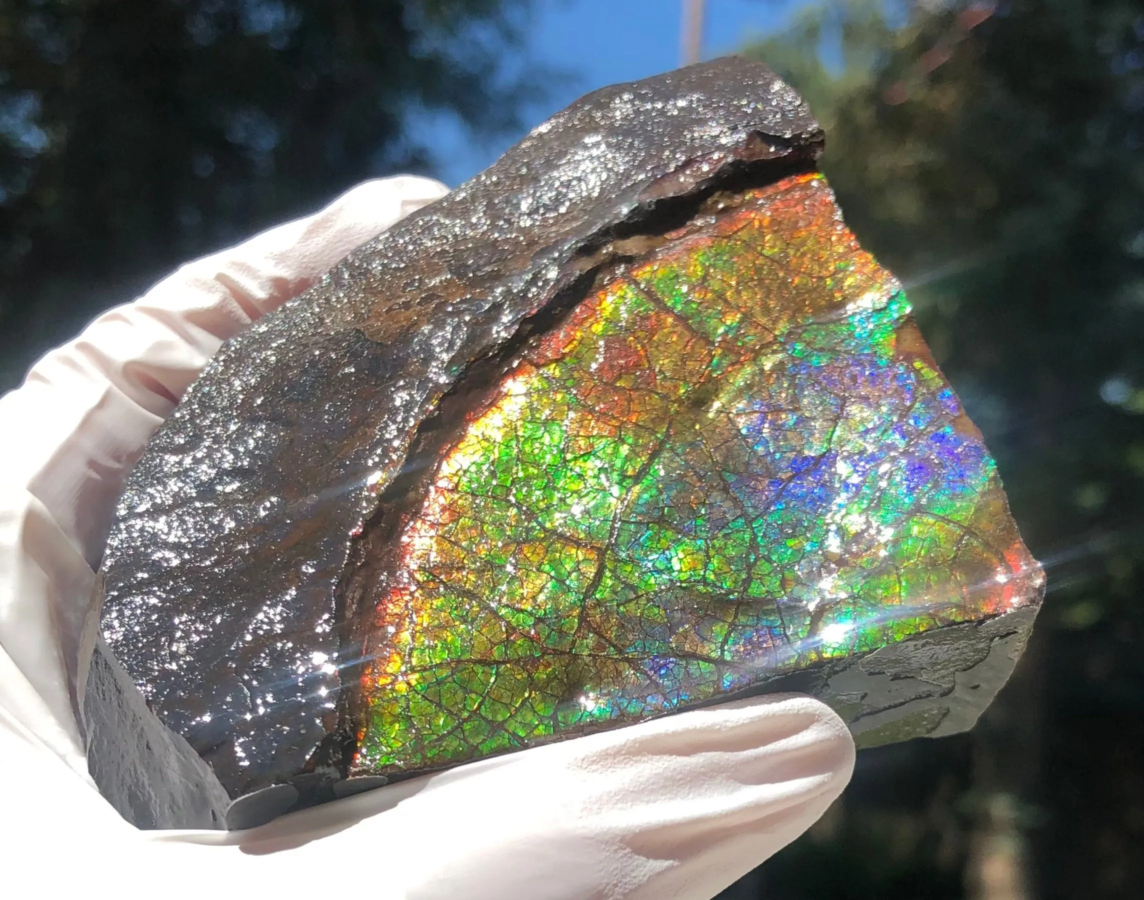 Make an offer!! or buy it now!  RARE Intercalare! CS-227  Stunning Ammolite Intercalare with stunning Matrix, Collector Stones Home Décor ***アンモライト Free shipping
