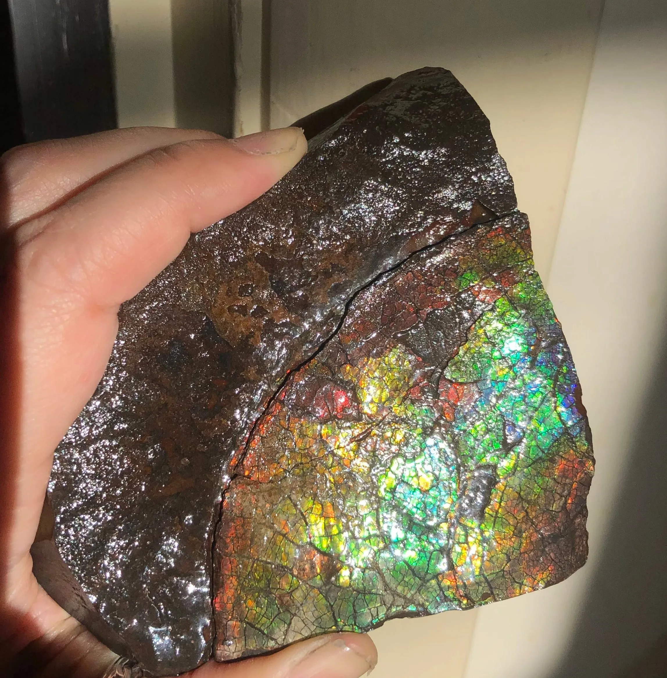 Make an offer!! or buy it now!  RARE Intercalare! CS-227  Stunning Ammolite Intercalare with stunning Matrix, Collector Stones Home Décor ***アンモライト Free shipping