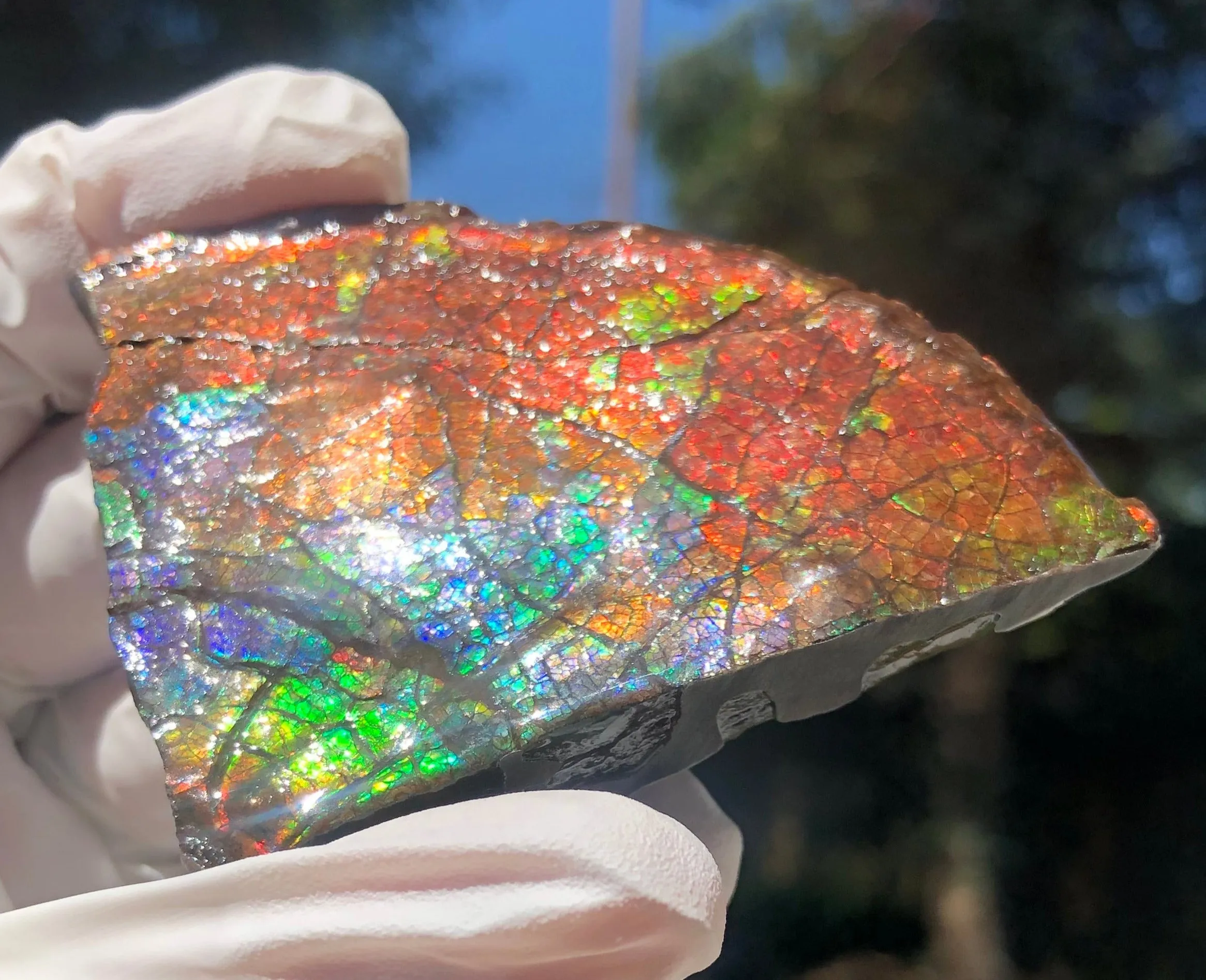Make an offer!! or buy it now!  RARE Intercalare! CS-227  Stunning Ammolite Intercalare with stunning Matrix, Collector Stones Home Décor ***アンモライト Free shipping
