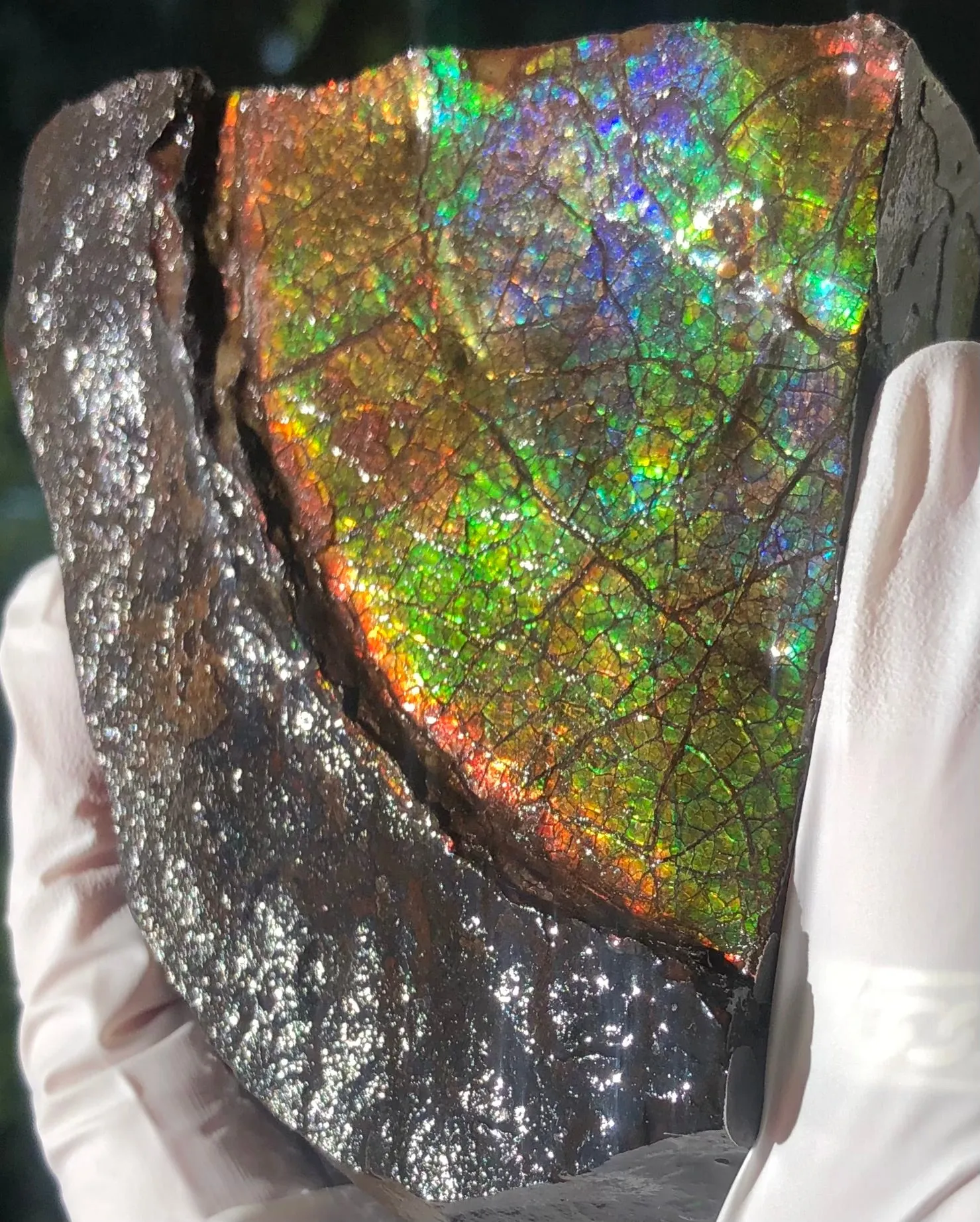 Make an offer!! or buy it now!  RARE Intercalare! CS-227  Stunning Ammolite Intercalare with stunning Matrix, Collector Stones Home Décor ***アンモライト Free shipping