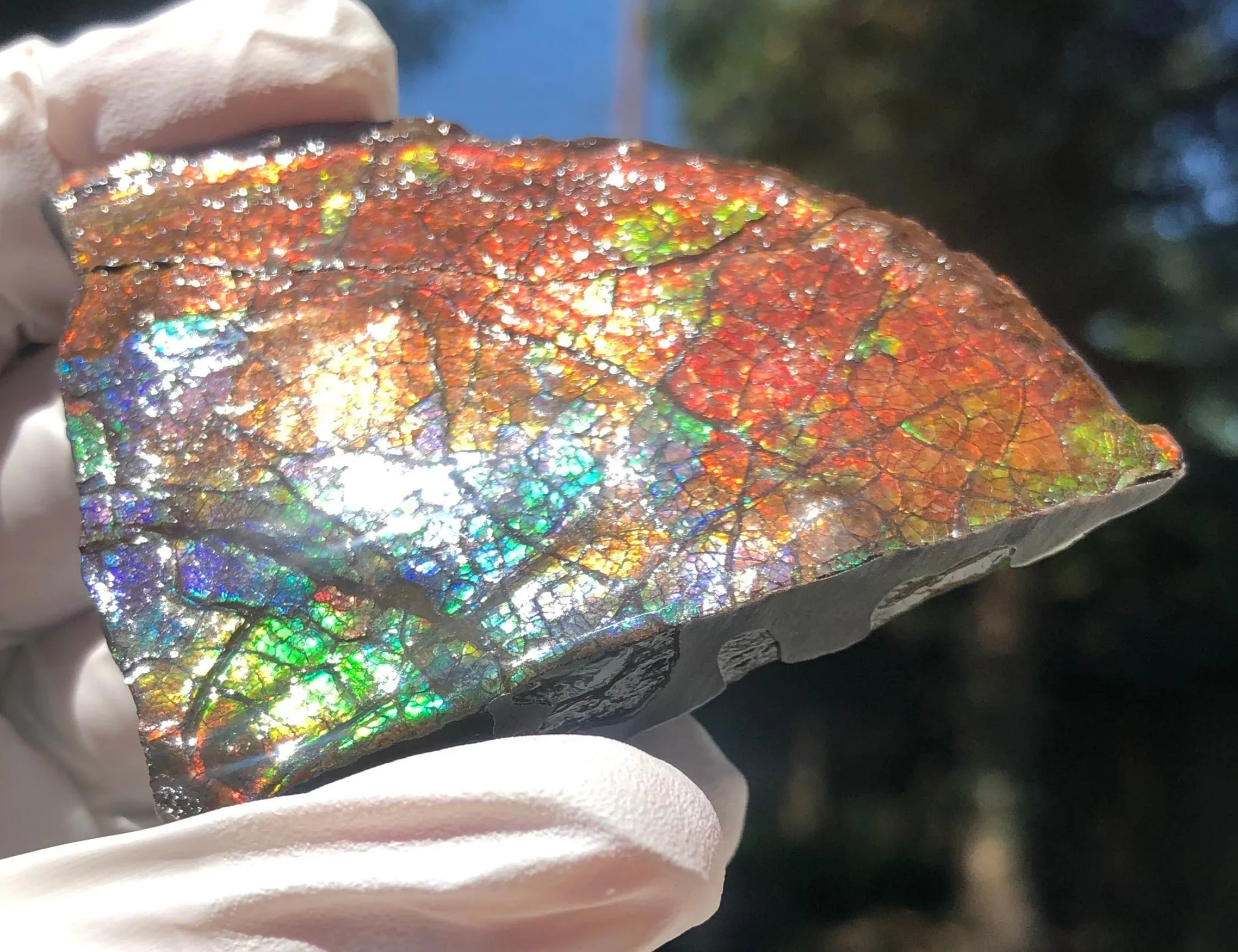 Make an offer!! or buy it now!  RARE Intercalare! CS-227  Stunning Ammolite Intercalare with stunning Matrix, Collector Stones Home Décor ***アンモライト Free shipping