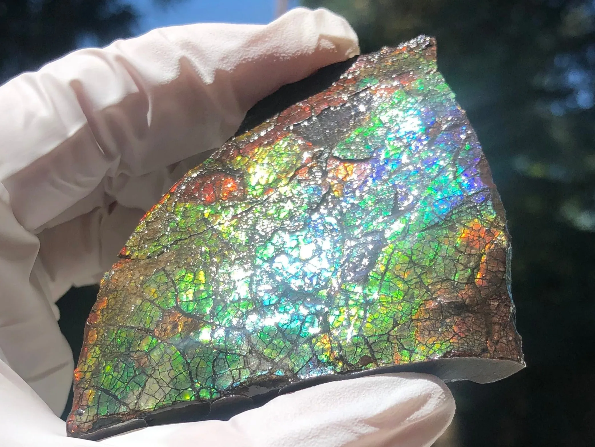 Make an offer!! or buy it now!  RARE Intercalare! CS-227  Stunning Ammolite Intercalare with stunning Matrix, Collector Stones Home Décor ***アンモライト Free shipping