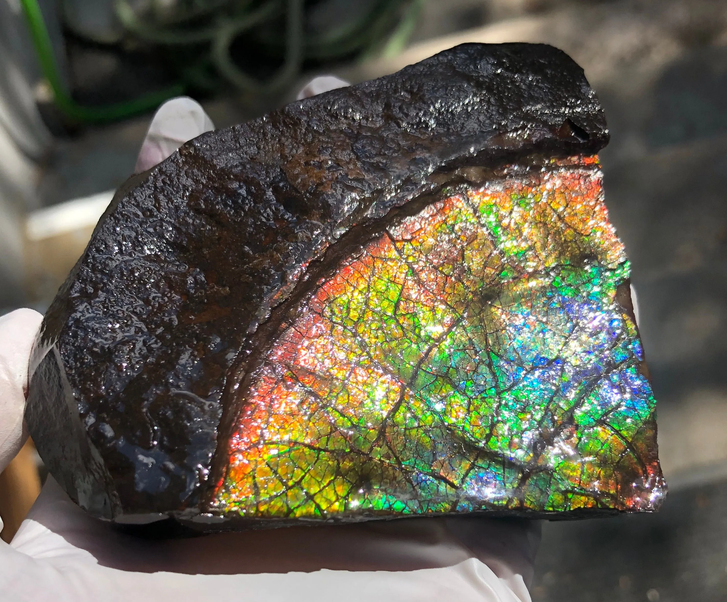 Make an offer!! or buy it now!  RARE Intercalare! CS-227  Stunning Ammolite Intercalare with stunning Matrix, Collector Stones Home Décor ***アンモライト Free shipping