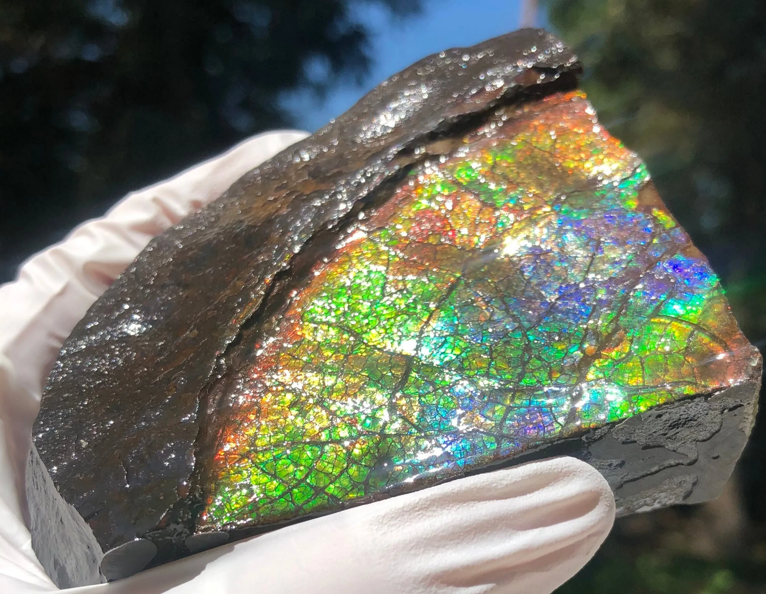 Make an offer!! or buy it now!  RARE Intercalare! CS-227  Stunning Ammolite Intercalare with stunning Matrix, Collector Stones Home Décor ***アンモライト Free shipping