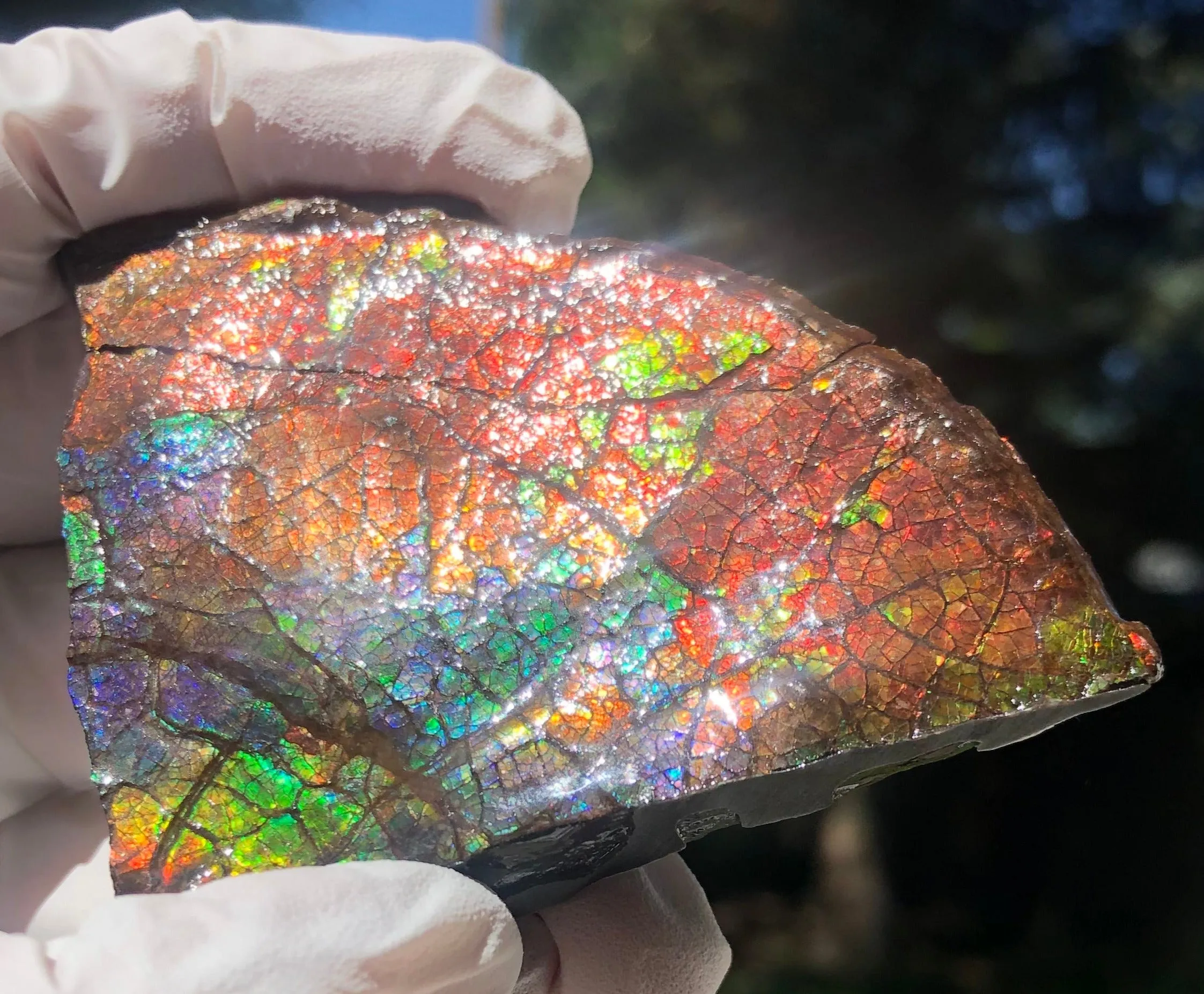 Make an offer!! or buy it now!  RARE Intercalare! CS-227  Stunning Ammolite Intercalare with stunning Matrix, Collector Stones Home Décor ***アンモライト Free shipping