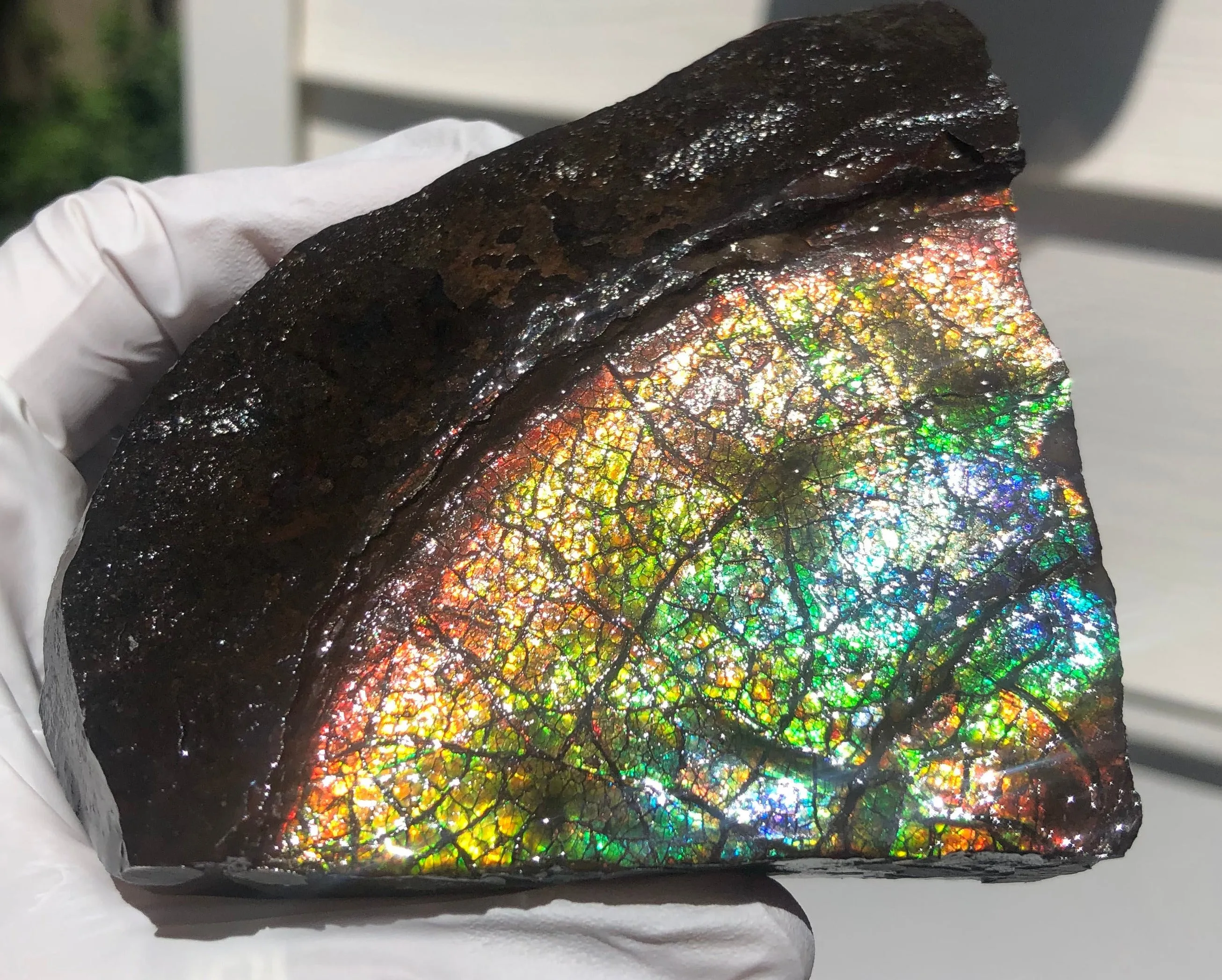 Make an offer!! or buy it now!  RARE Intercalare! CS-227  Stunning Ammolite Intercalare with stunning Matrix, Collector Stones Home Décor ***アンモライト Free shipping