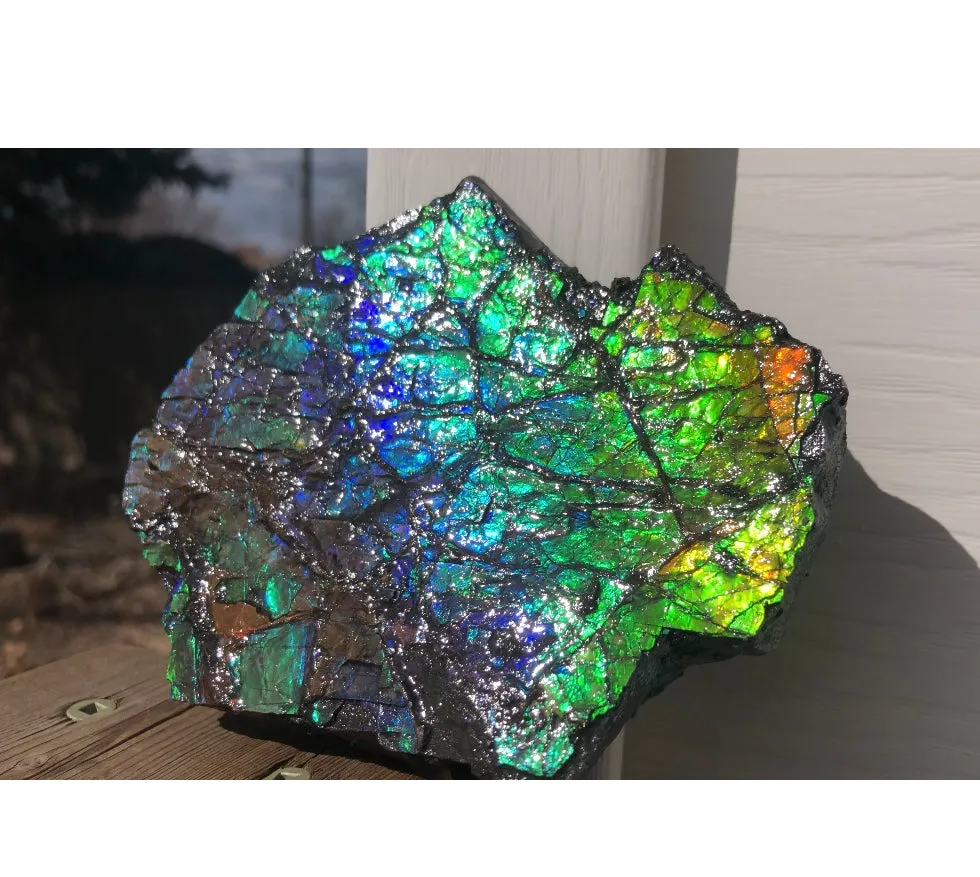 Rainbow Colors Naturally Buffulo Shaped  Collector Gemstone Hand Specimen - CS-212***FREE SHIPPING****アンモライト　コレクターストーン