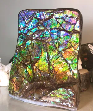 RARE  Ammolite Huge Display Stone Hand Specimen 150x100x41mm Rainbow Colors Dragon Skin Pattern Hints of Pink Collector GemstoneCS-205  アンモライト　コレクターストーン