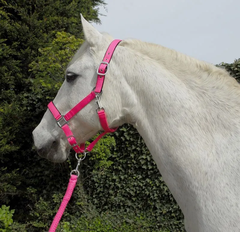 Rhinegold Carnival Headcollar & Rope